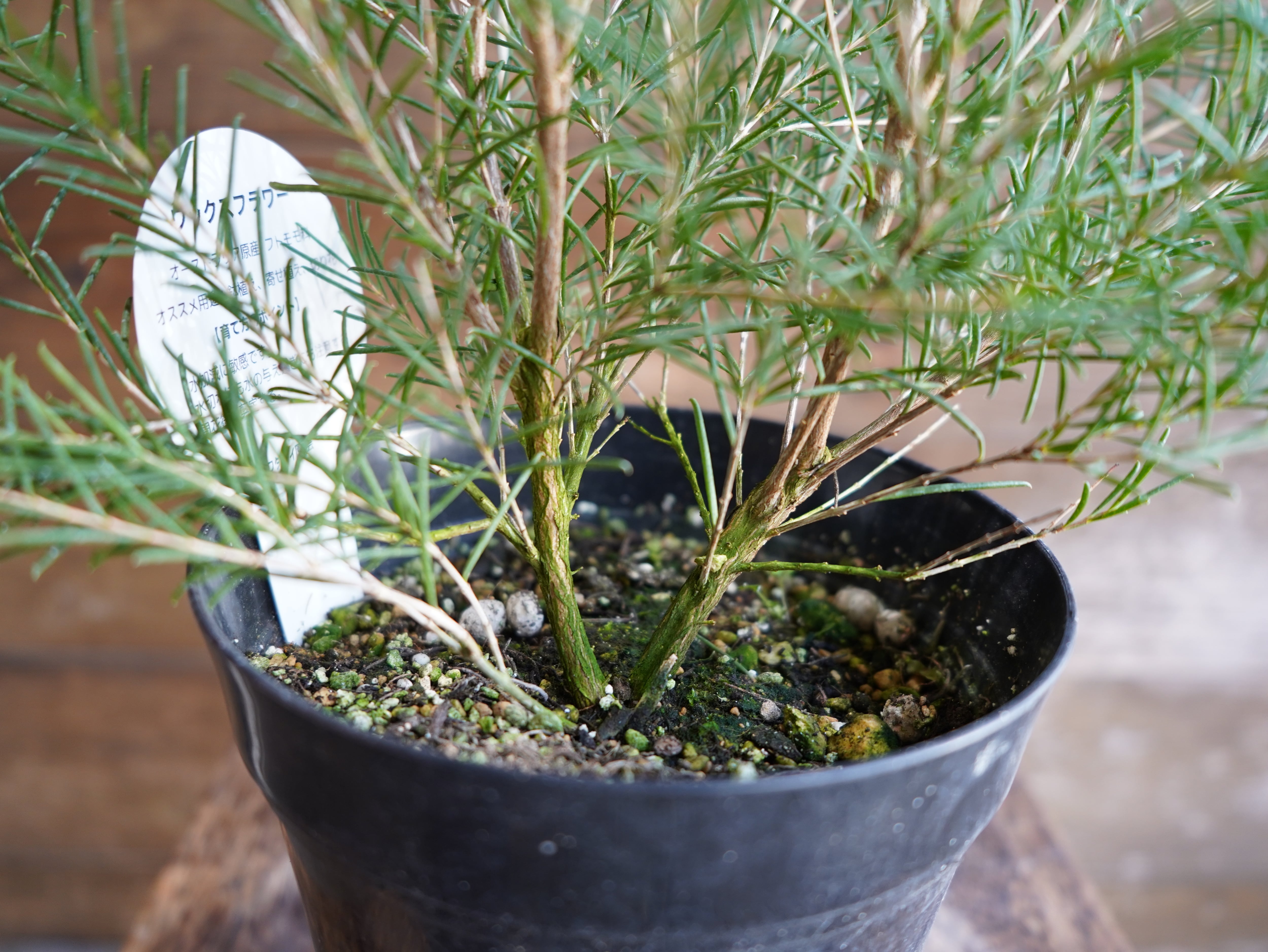 ワックスフラワー