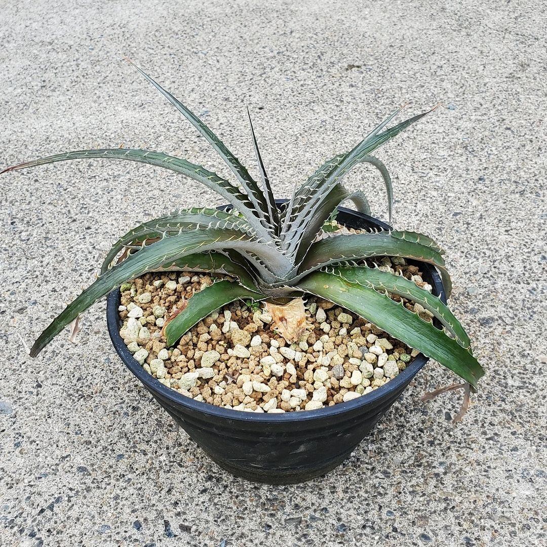 a0432_Dyckia estevesii Hybrid：ディッキア・エステベシー