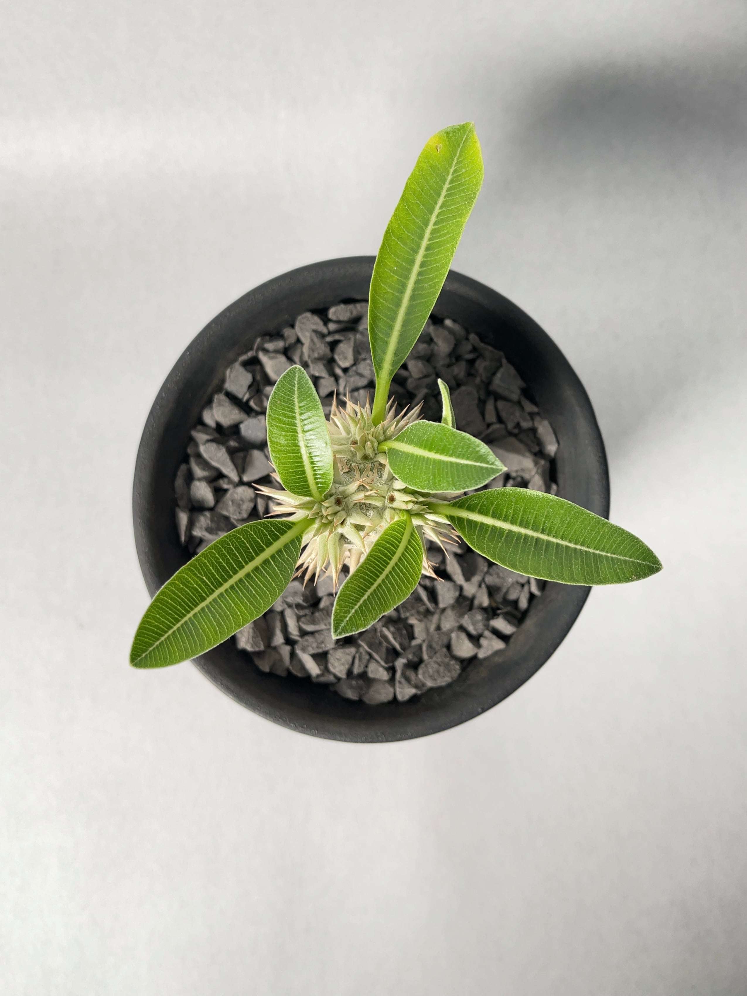 パキポディウム・恵比寿大黒 | trigger