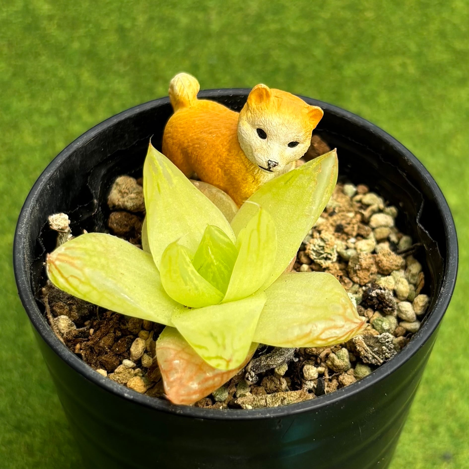 レッドデビル 大サイズ | 多肉植物 豆彦商店