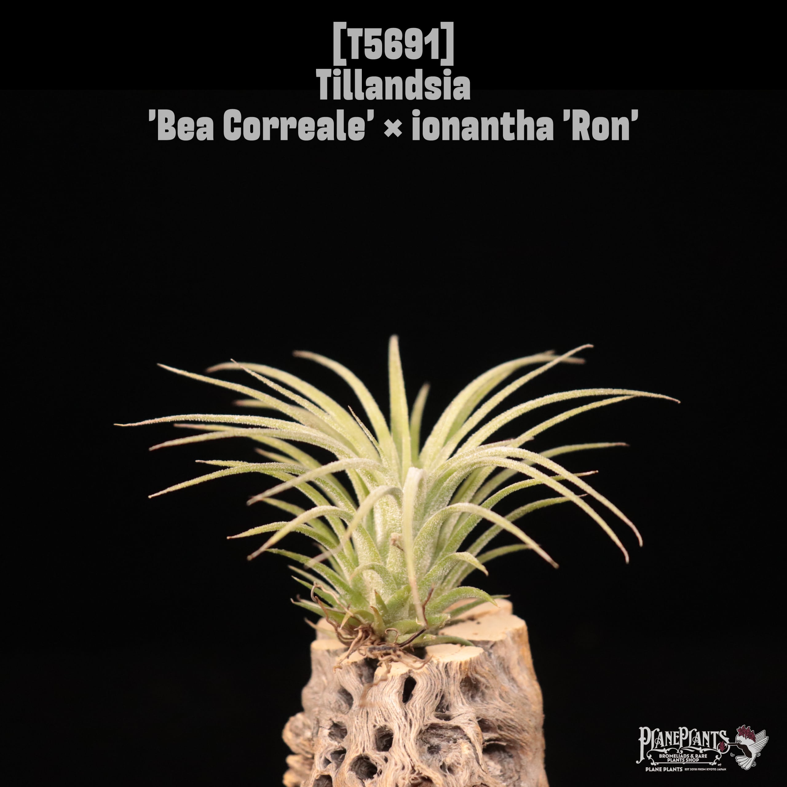 【reserved】'Bea Correale' × ionantha 'Ron'〔エアプランツ〕現品発送T5691