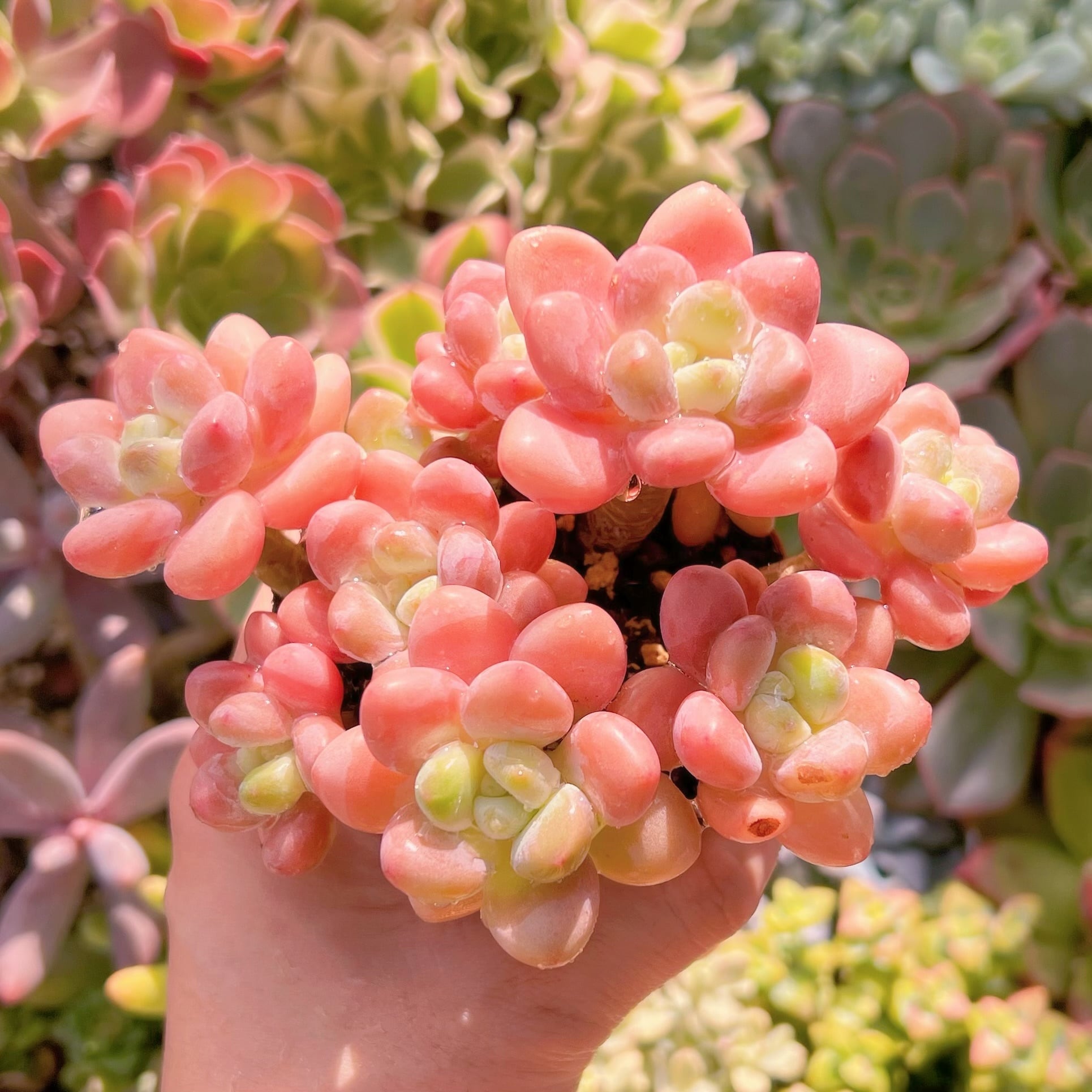 現物　マカロン#661   るる農園