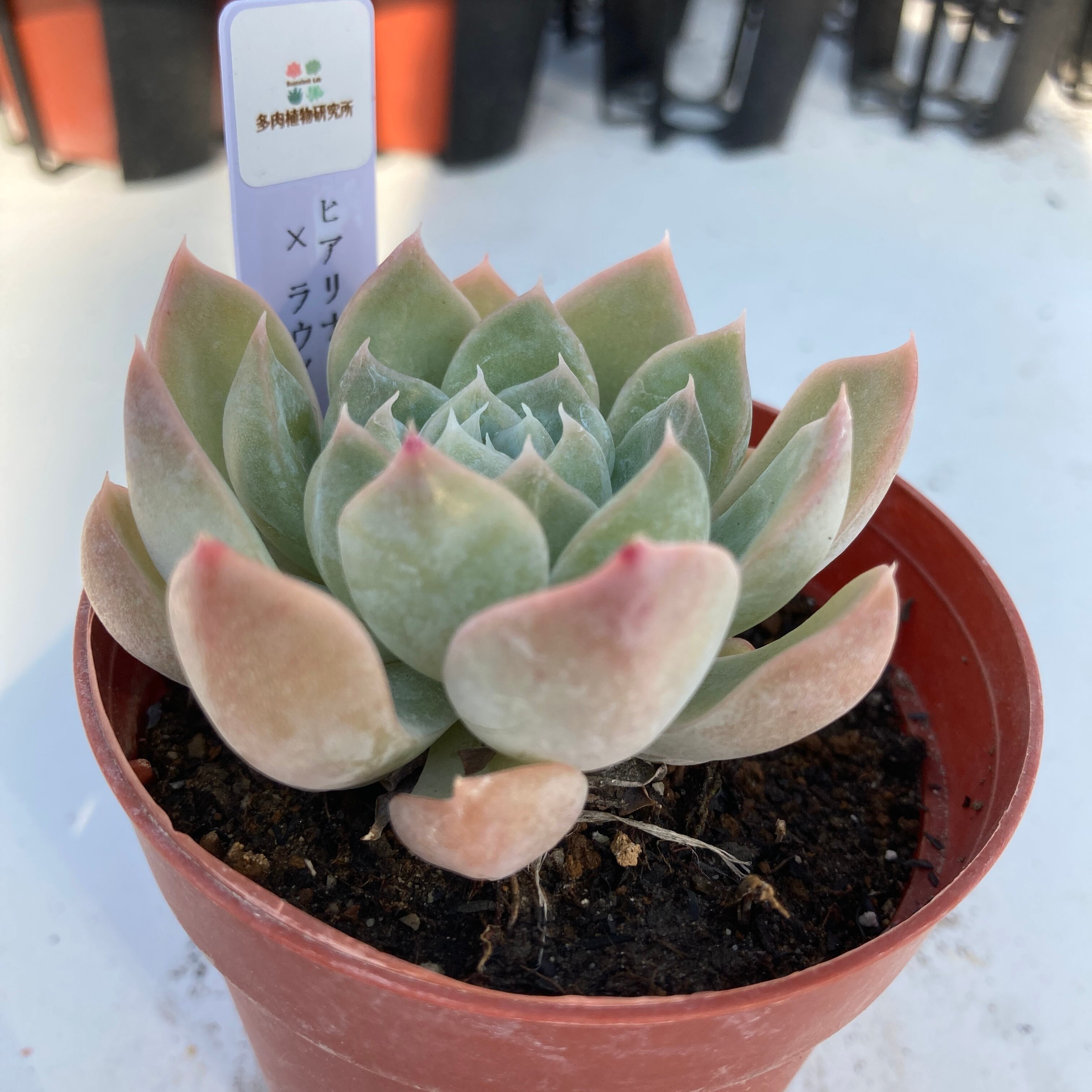 現物商品】ヒアリナ×ラウイ | 多肉植物研究所