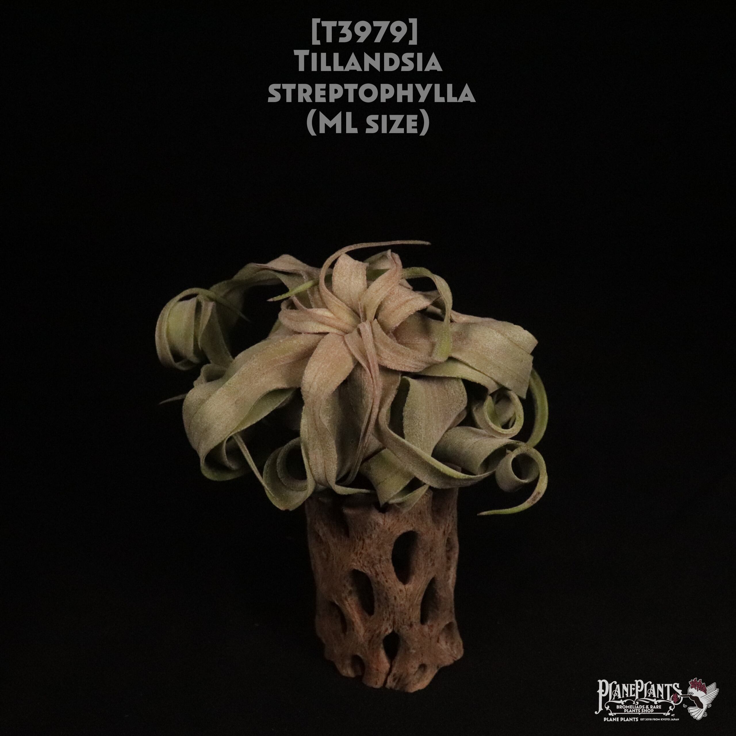 【送料無料】streptophylla ML〔エアプランツ〕現品発送T3979