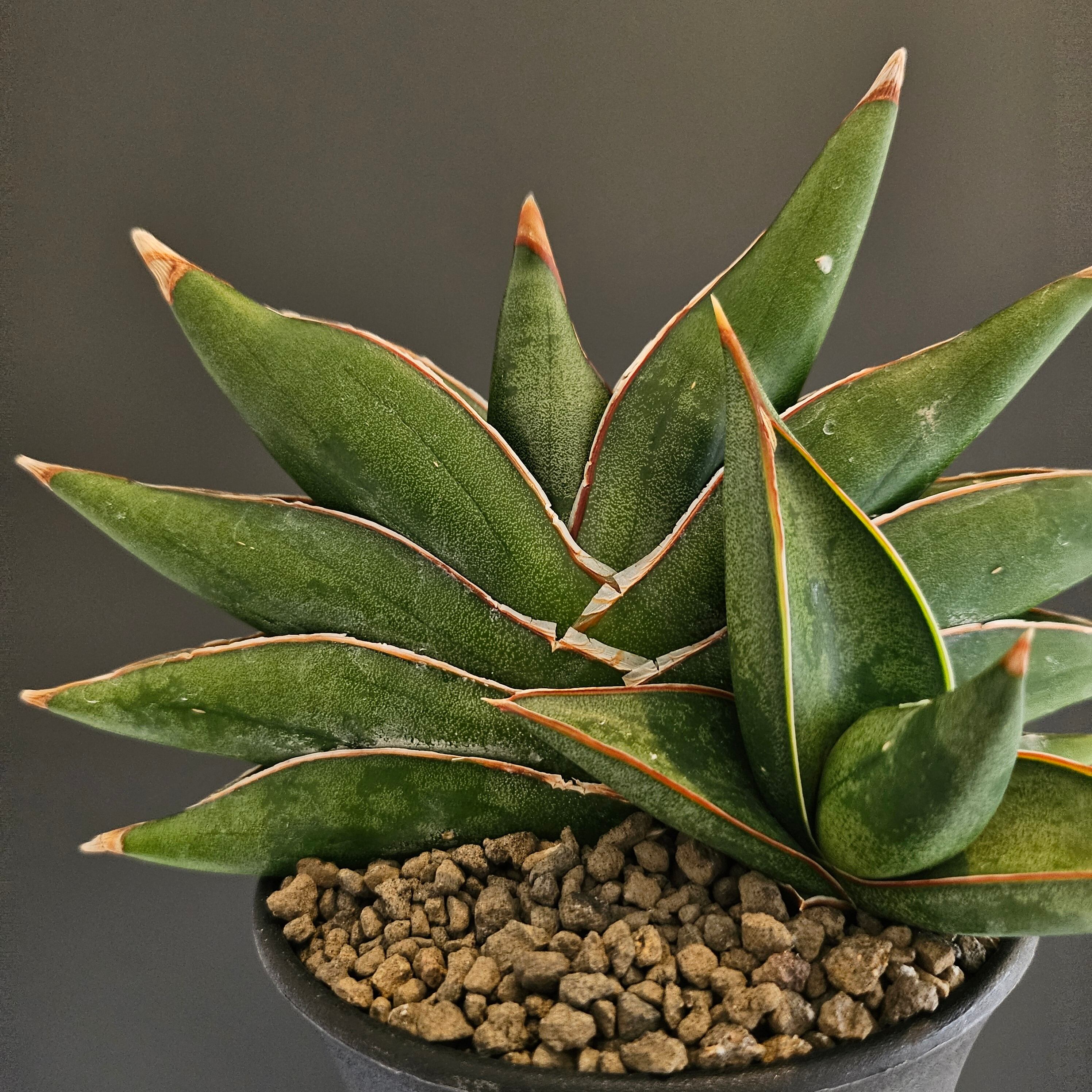 サンスベリア Sansevieria Sandee Sansevieria sawasdee サンスベリア サワディー | Plants Baka