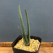 アロエ　スザンナエ【223】