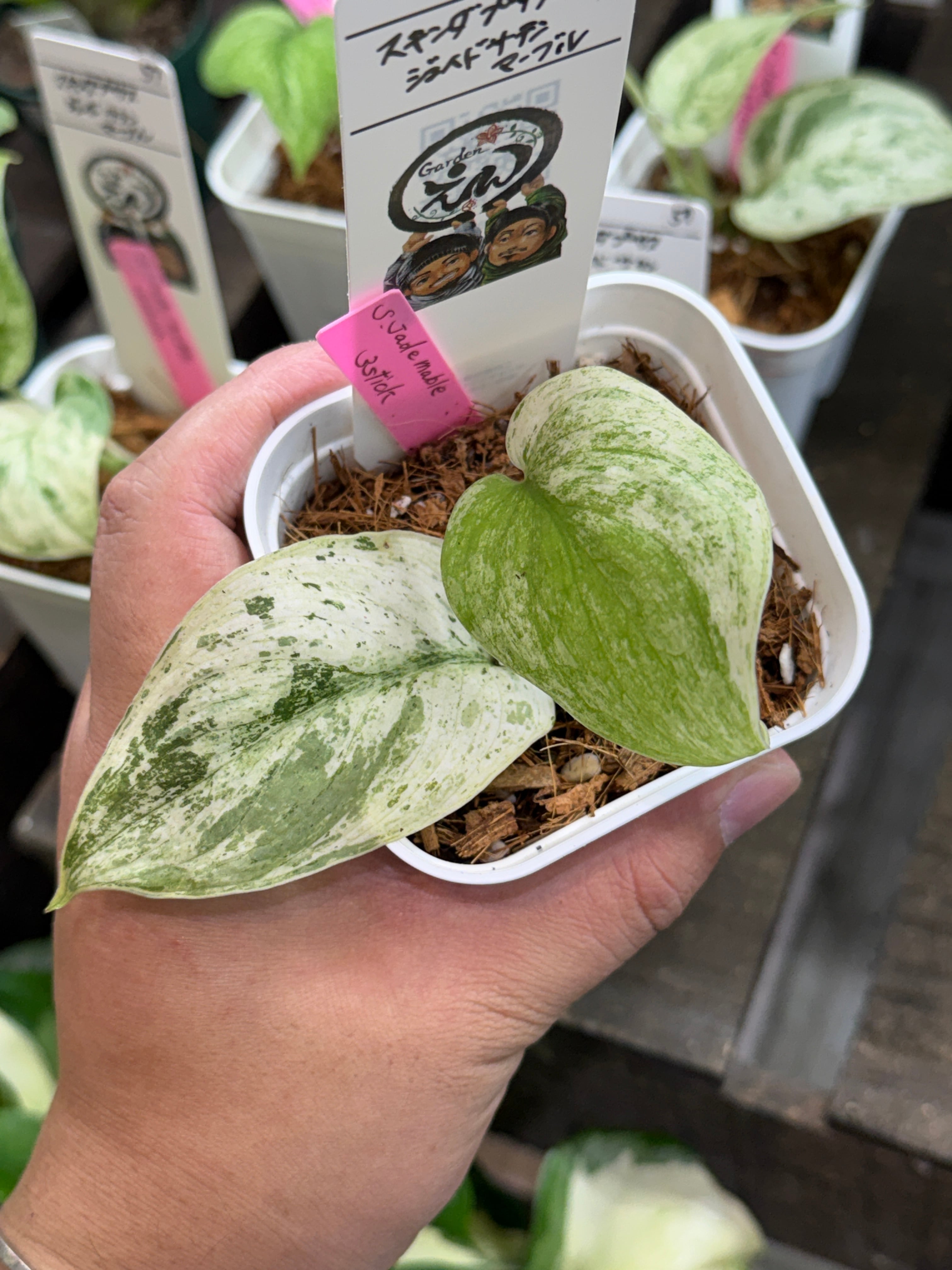 55. スキンダプサス ジェイドサテンマーブル | Gardenえん 【観葉熱帯
