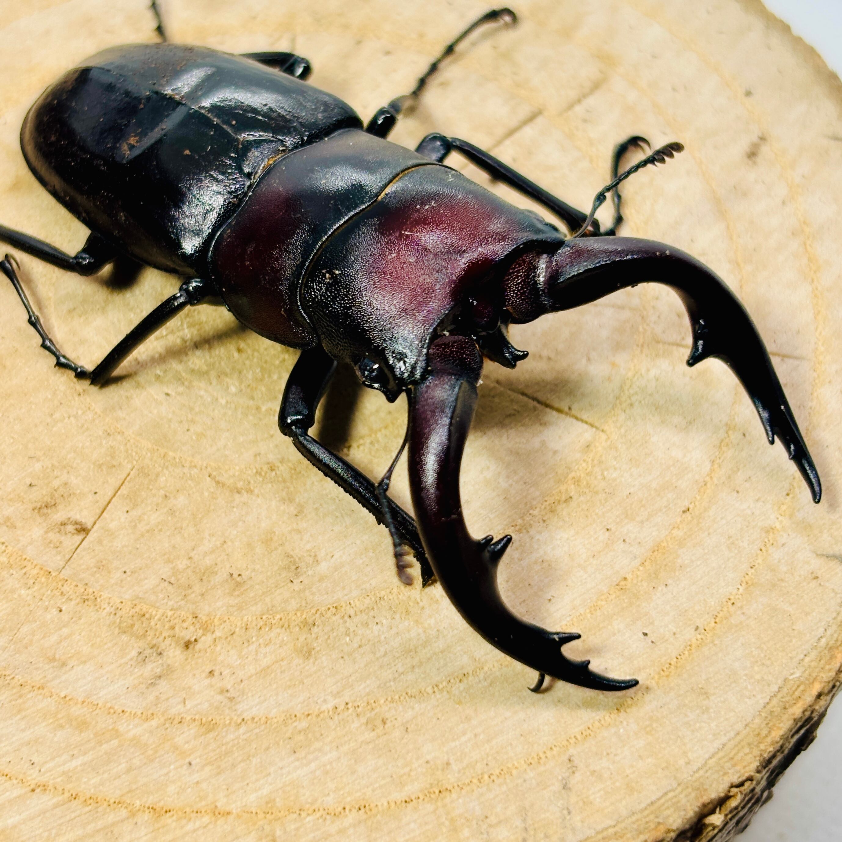 クワカブShop 東京