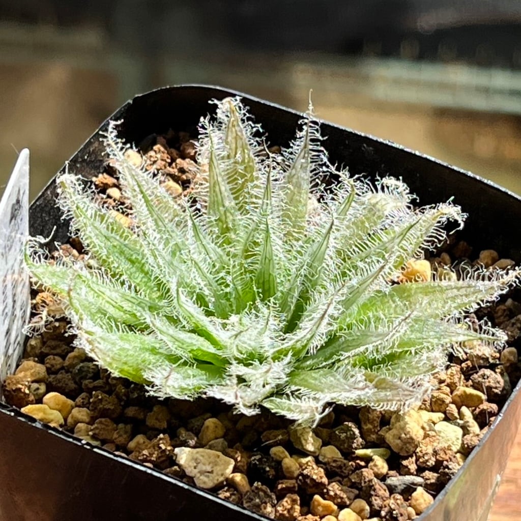 ハオルチア 巨大糯阿房宮 | mocono_plants