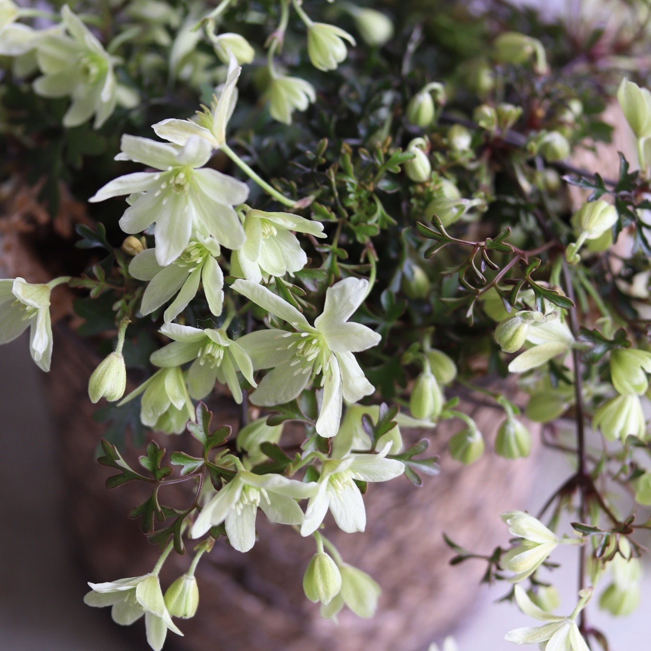 mondimanche　寄せ植え　ペトリエワイヤーハング｜寄せ植え　届いてすぐ玄関に飾れる 　プレゼントにもオススメ　