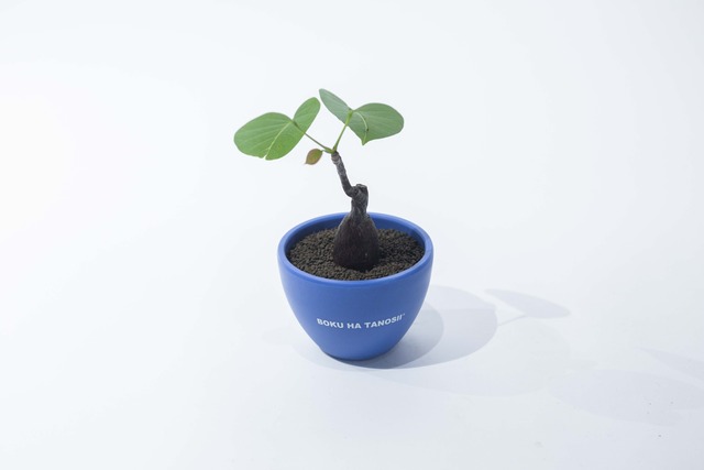 【新作】ボンバックス × ボクタノ鉢【BOKU HA TANOSII】