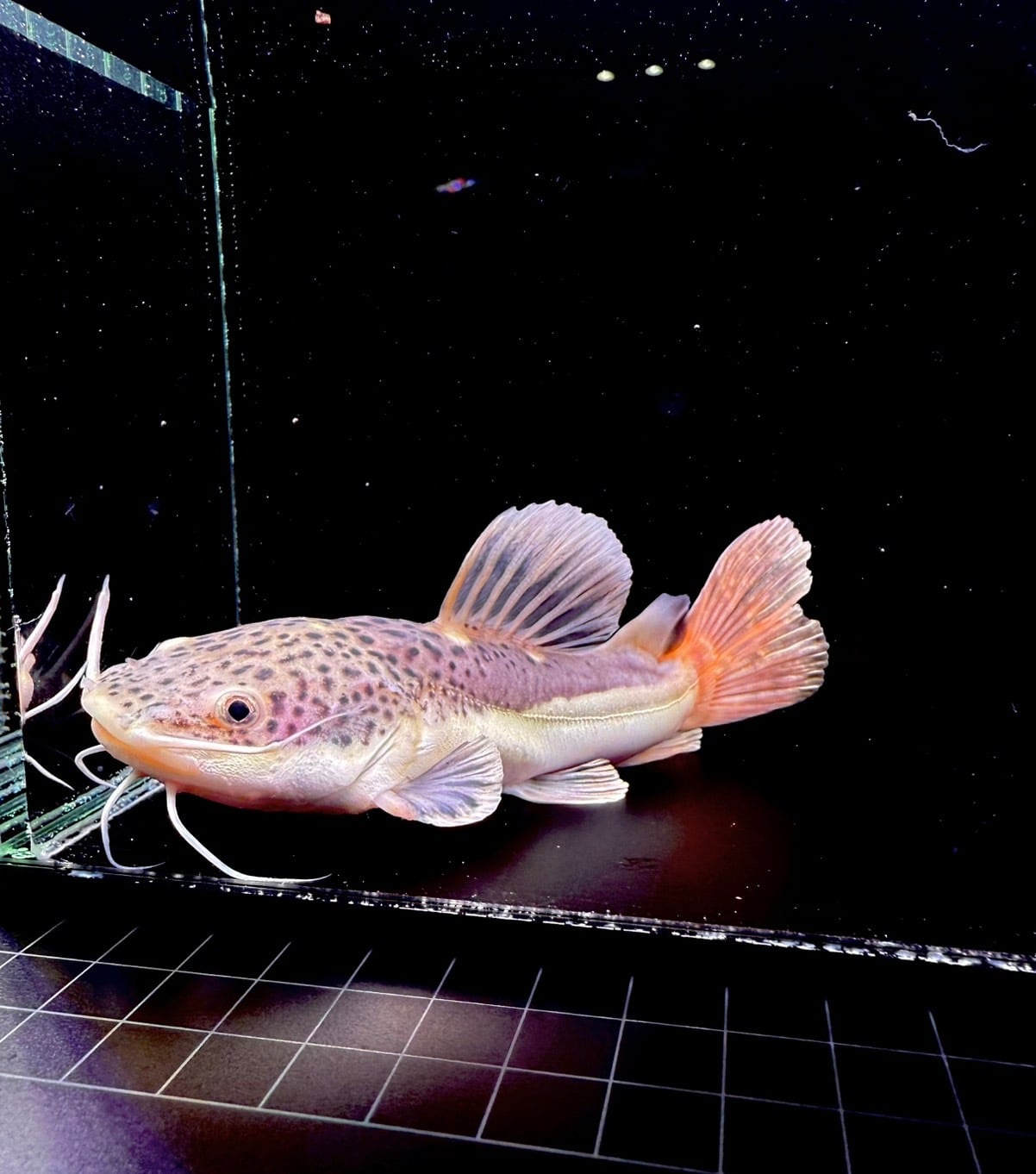 ショートボディー・レッドテールキャット➀ | THE AQUARIUM ISE