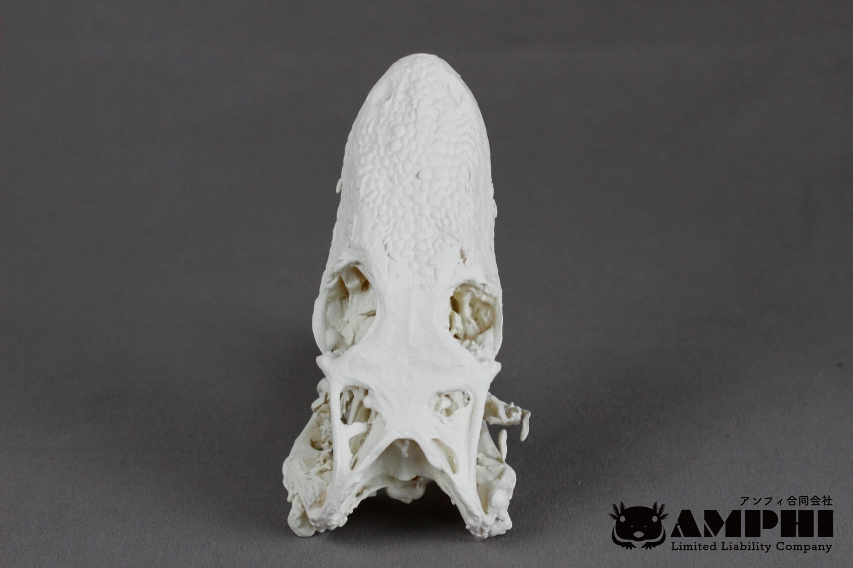コモドオオトカゲ の頭骨レプリカ【コモドドラゴン】 | アンフィ合同会社