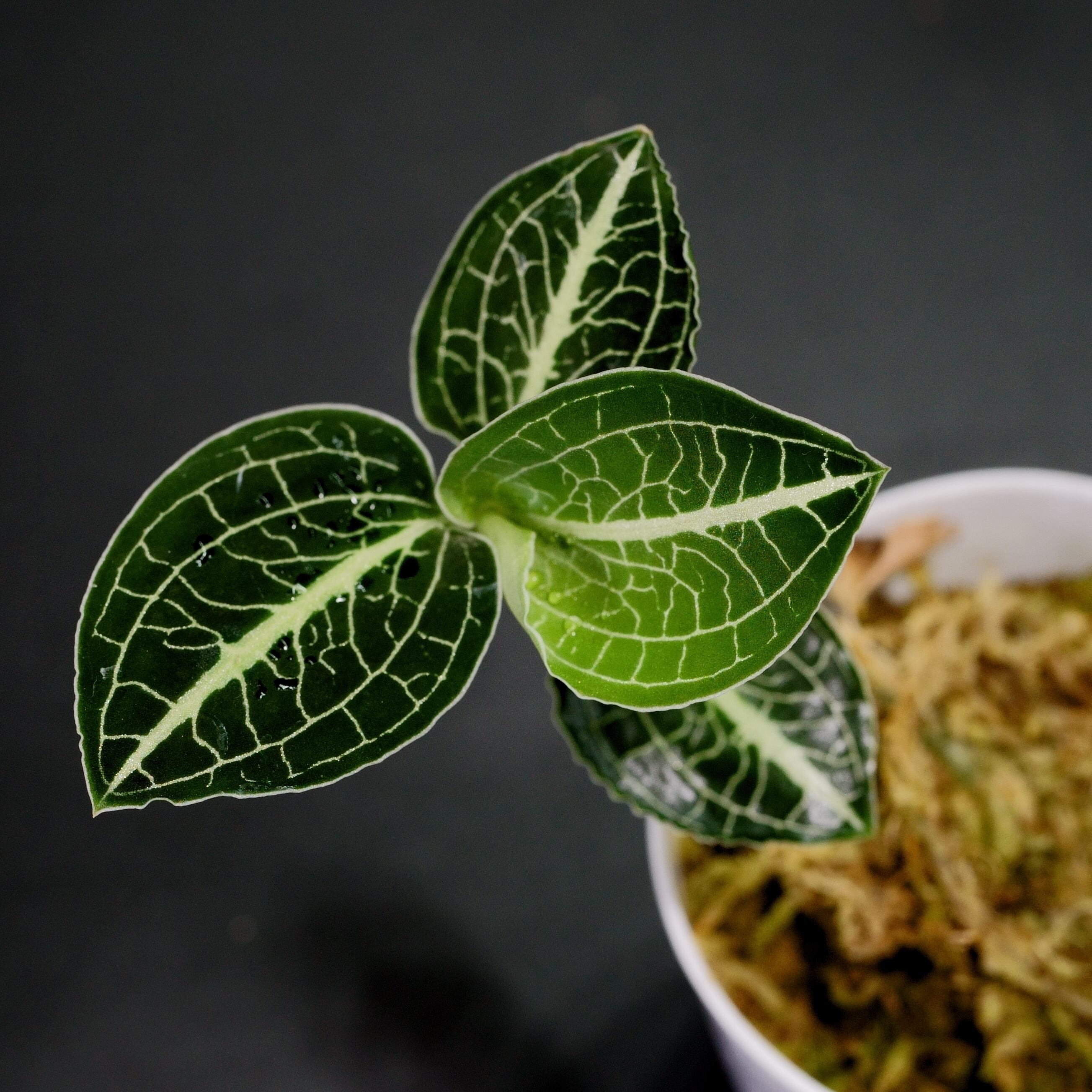 【現品販売】ジュエルオーキッド / アネクトキルス・ロクスバーギー No.1