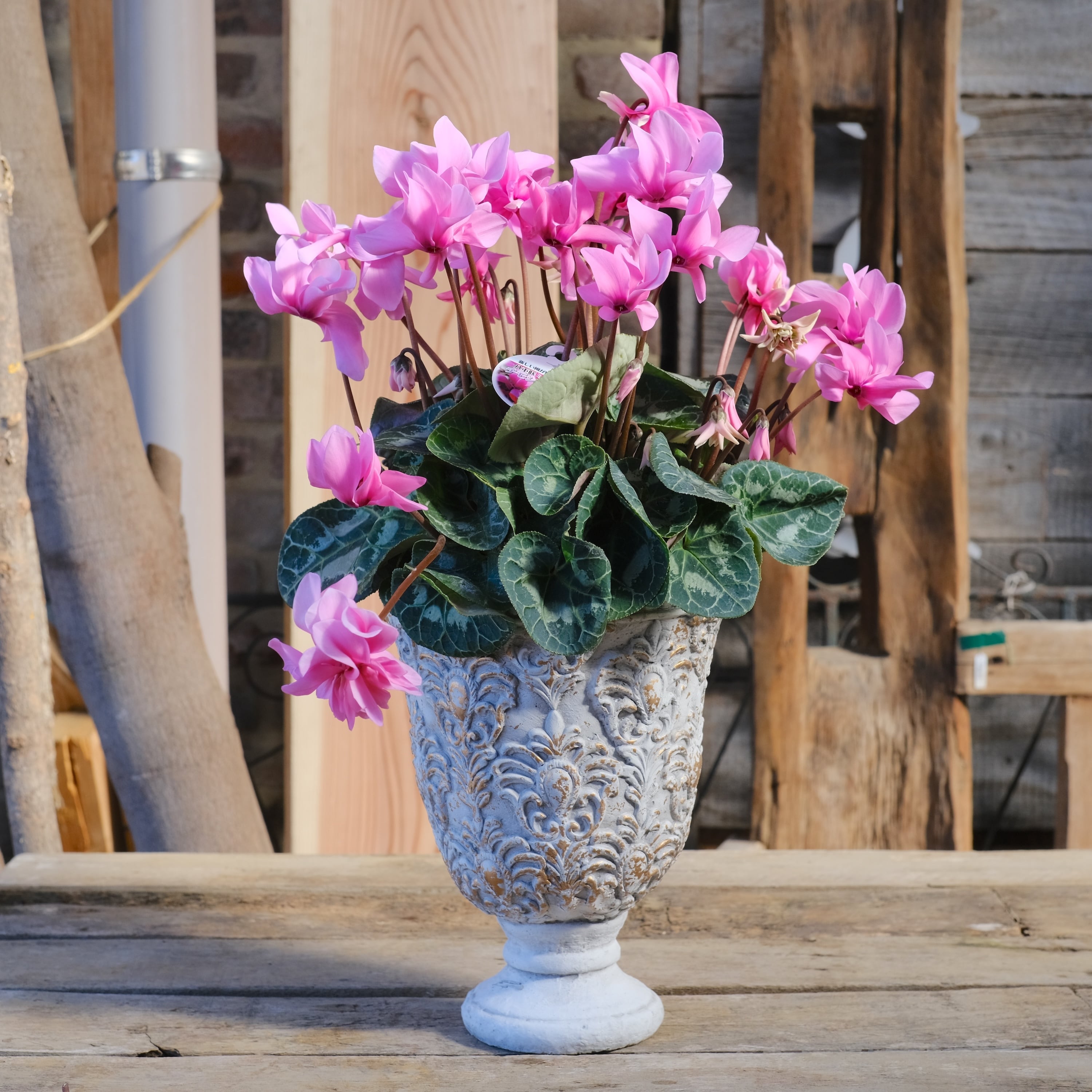 No, 13】ミニシクラメン チモシリーズ 八重《 枝垂れざき 》鉢なし