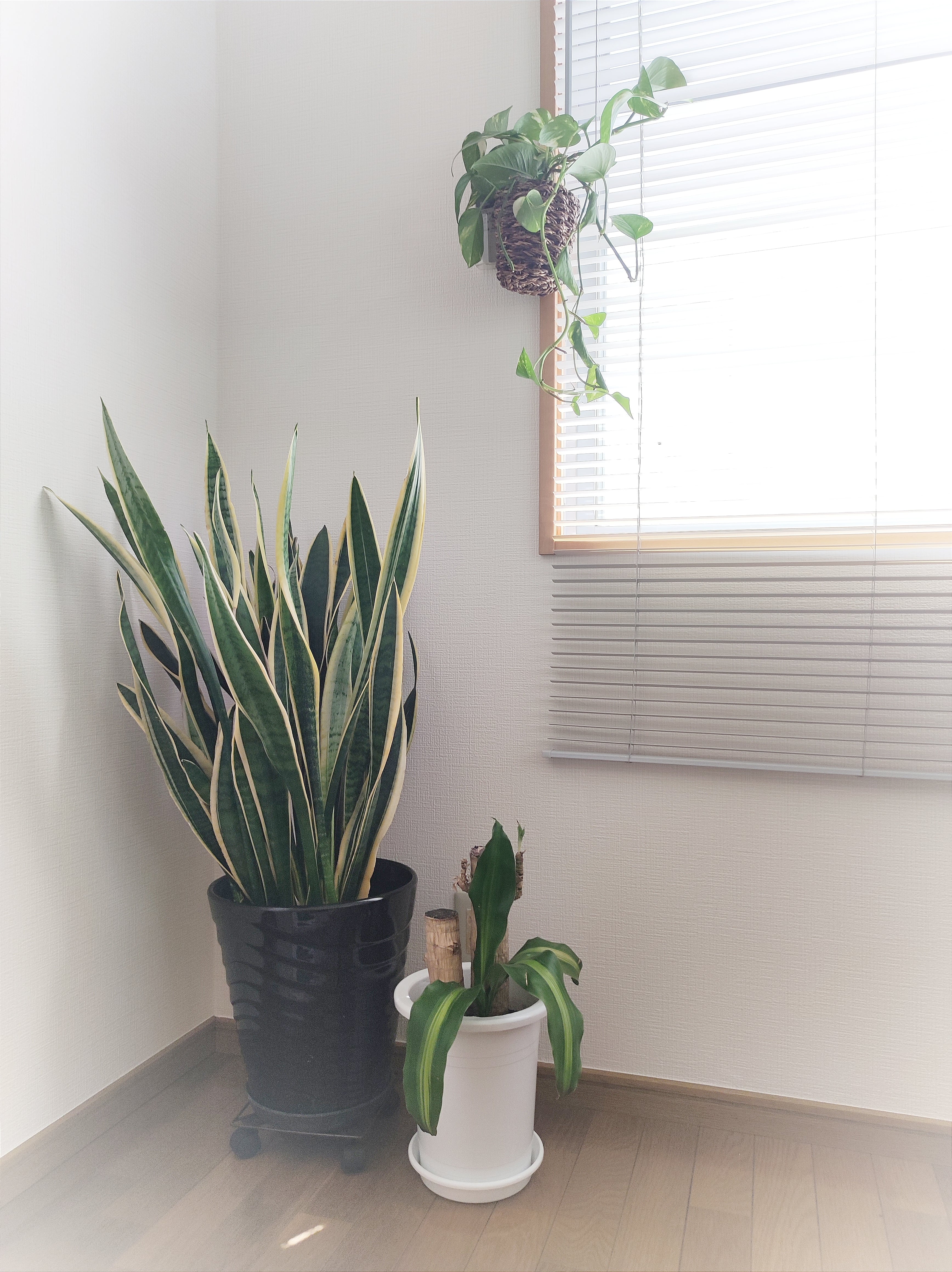 サンスベリア Sansevieria sinus-simiorum R979 v 【公式通販】