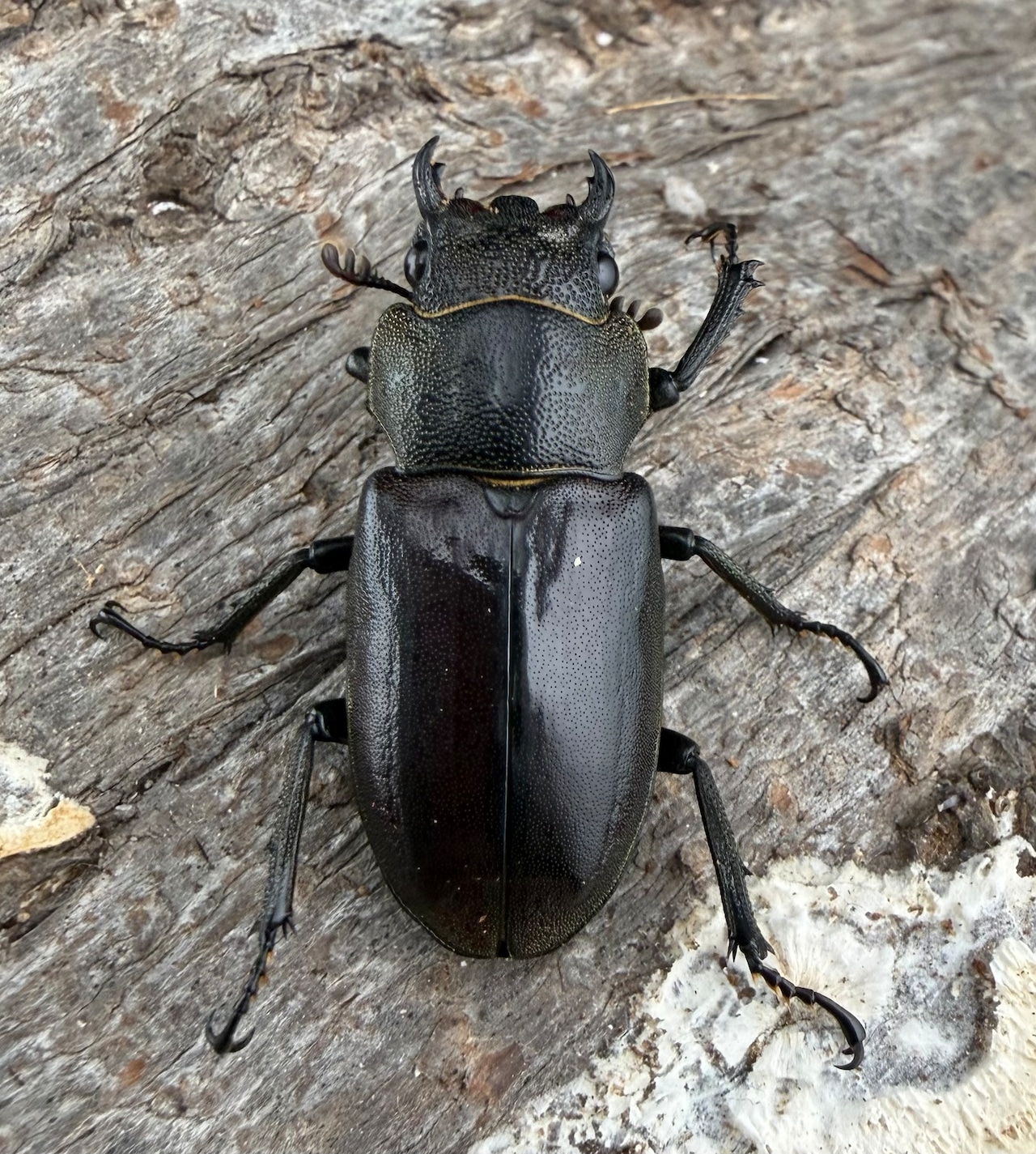 《メタリフェルホソアカ亜種イソガイ 76.5mm ペア》