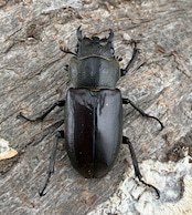 《メタリフェルホソアカ亜種イソガイ 76.5mm ペア》