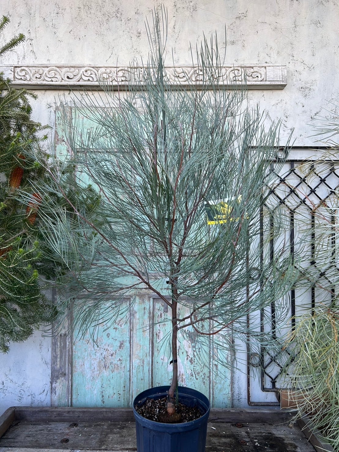 グレープグレビレア② | 沼ノ上農園