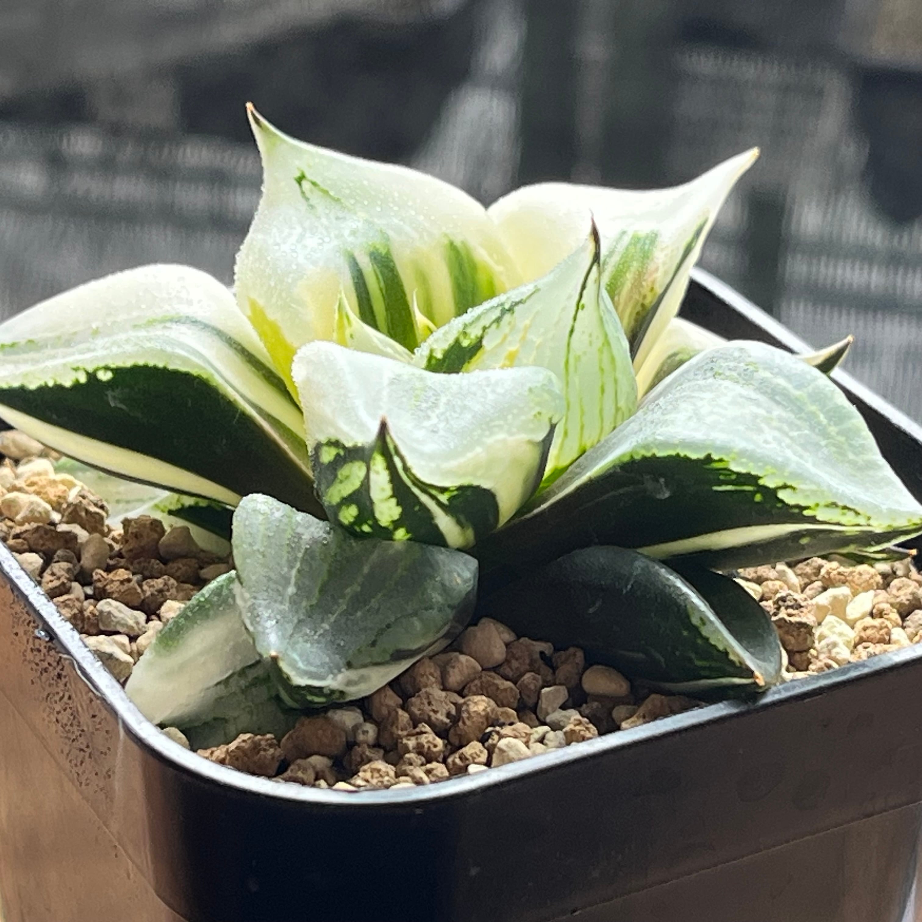 錦 | mocono_plants