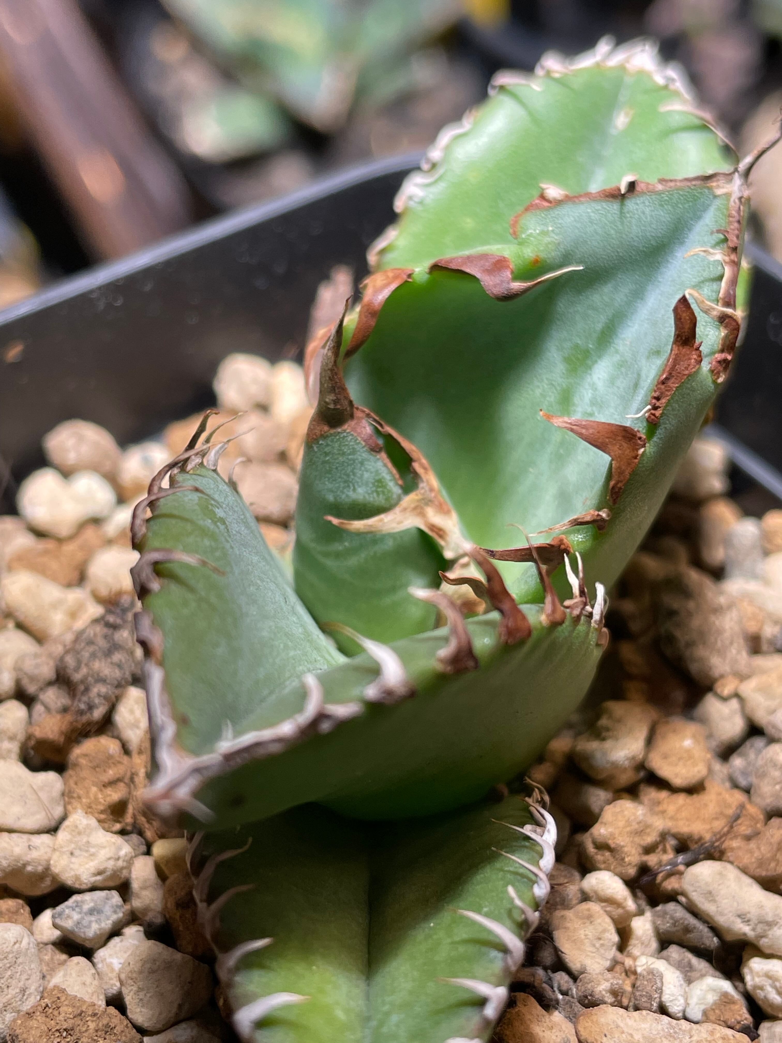 新作登場，お買い得 【F147】【超希少 チタノタ】強棘選抜！ アガベ