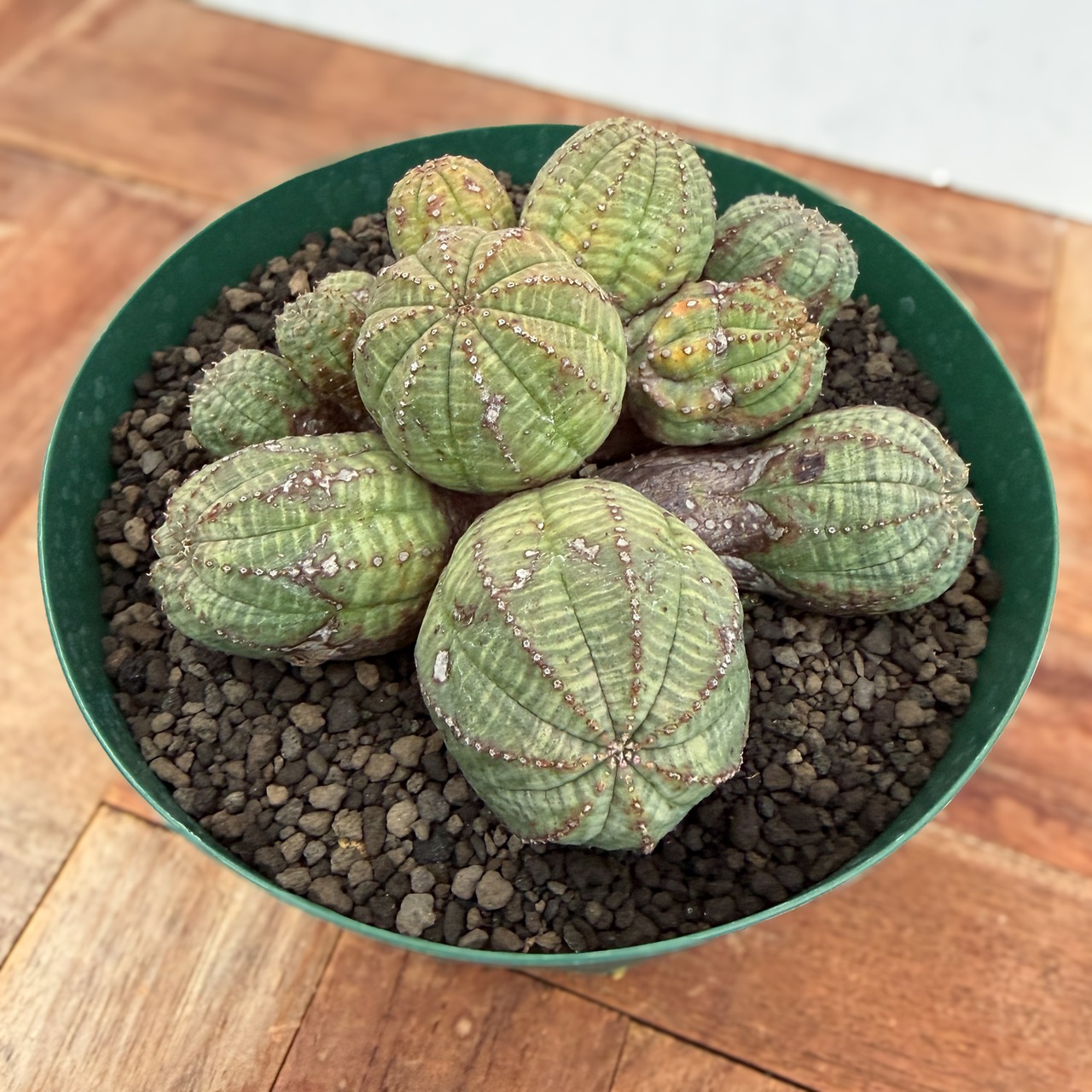 Euphorbia Obesa【ユーフォルビア・仔吹きオベサ】