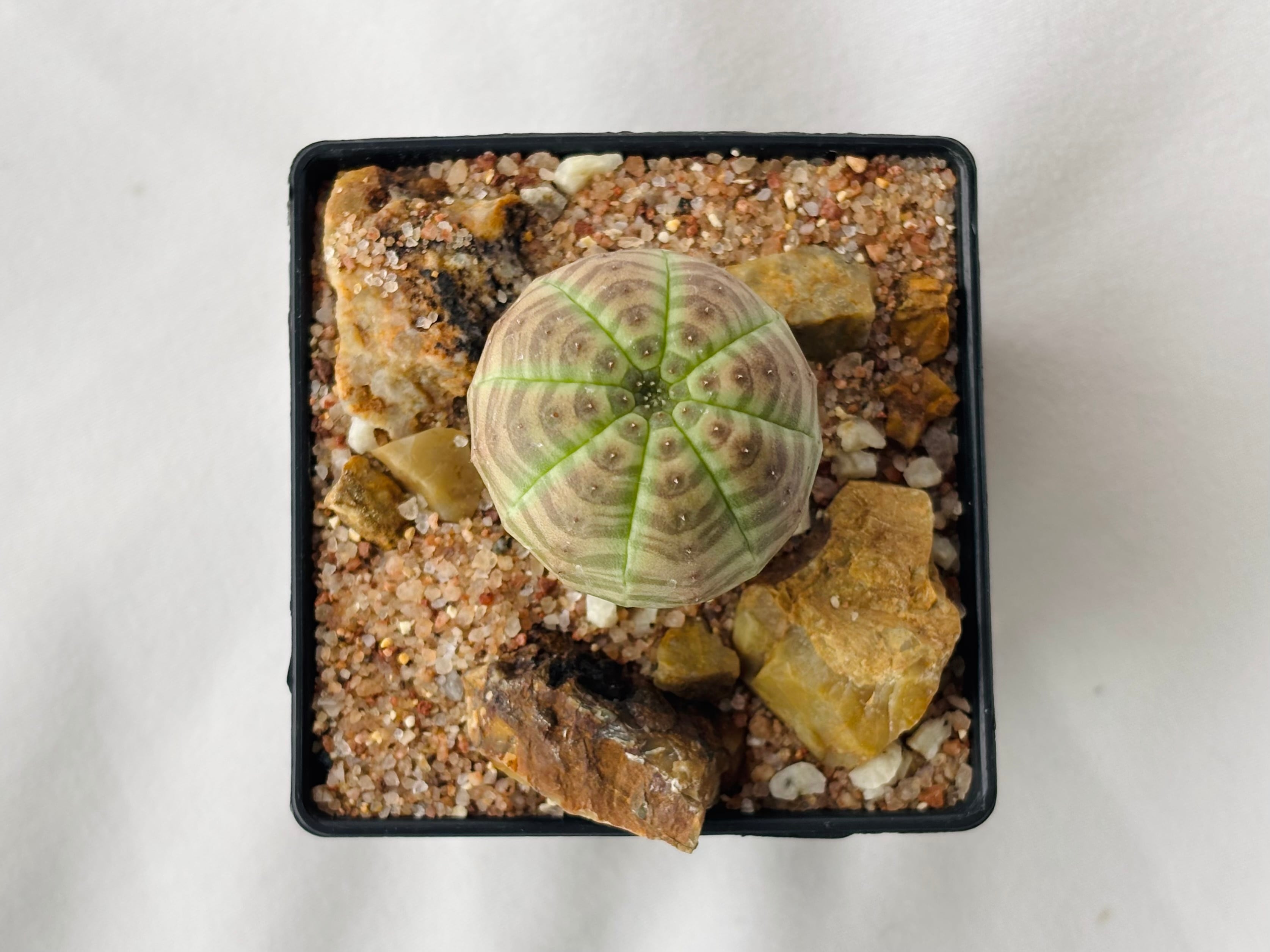 Euphorbia Obesa ユーフォルビア オベサ 多肉植物 | plants MARU