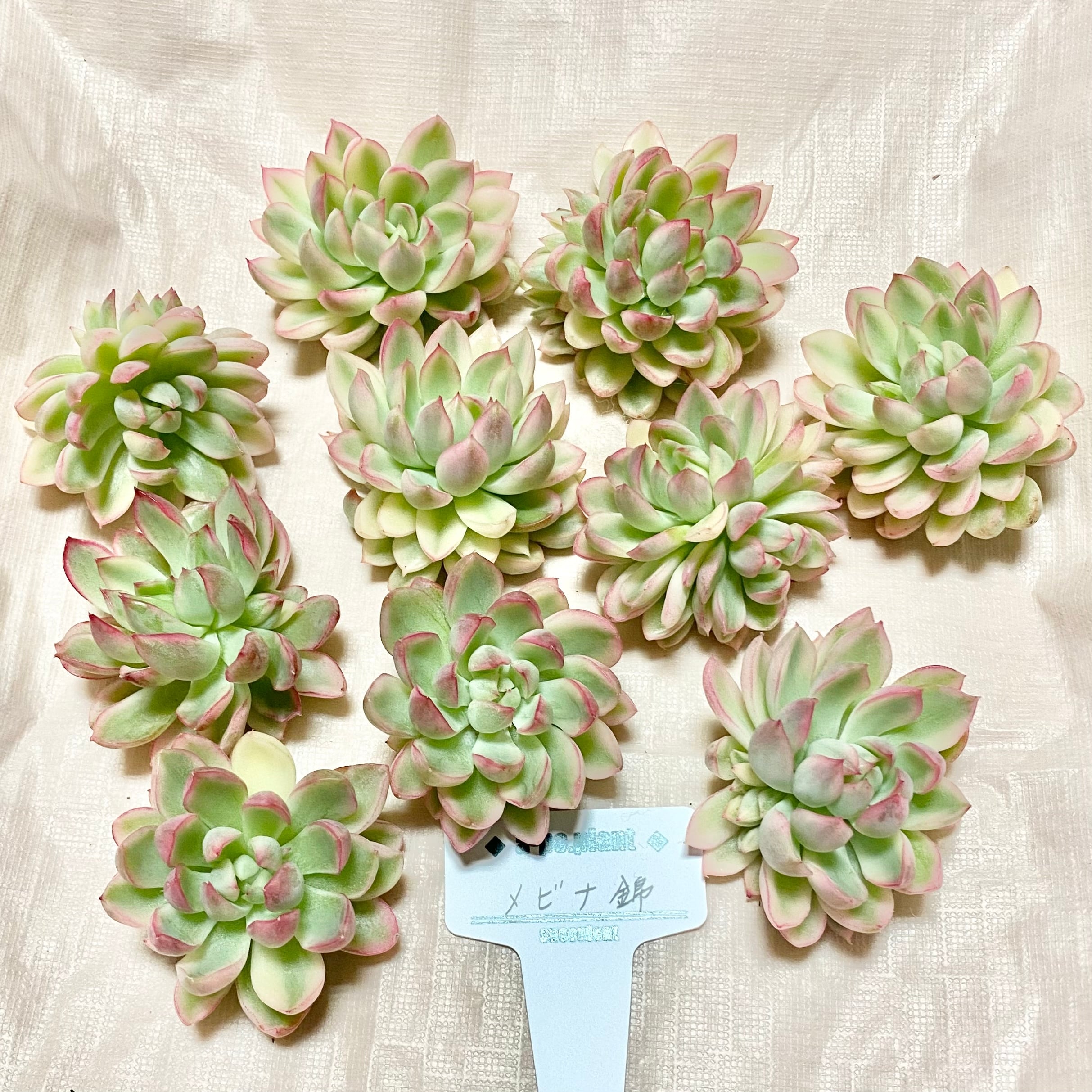 ◇メビナ錦◇多肉植物 韓国苗 | a-po.plant