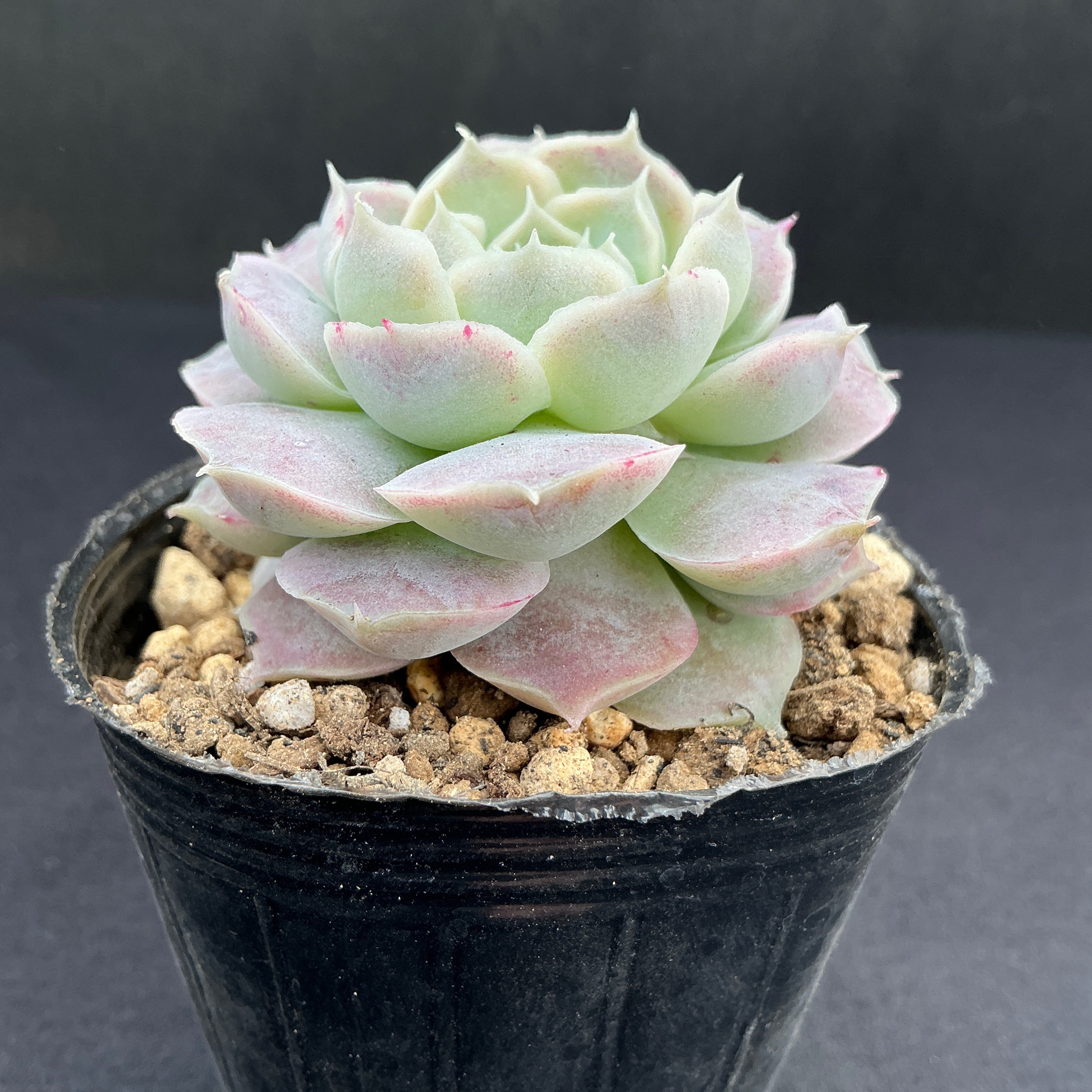 hyalina,Santa Maria Mexicano（実生苗） | 多肉アン