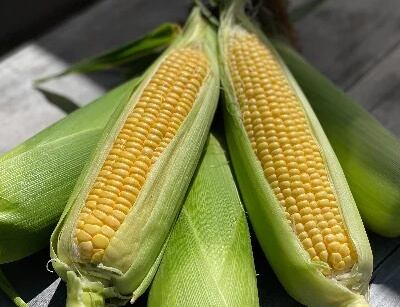 専用 クール便 とうもろこし 白 黄各15本 モチとうもろこし2本入 5点セット 冷凍糯玉米棒 コクあり 非真空