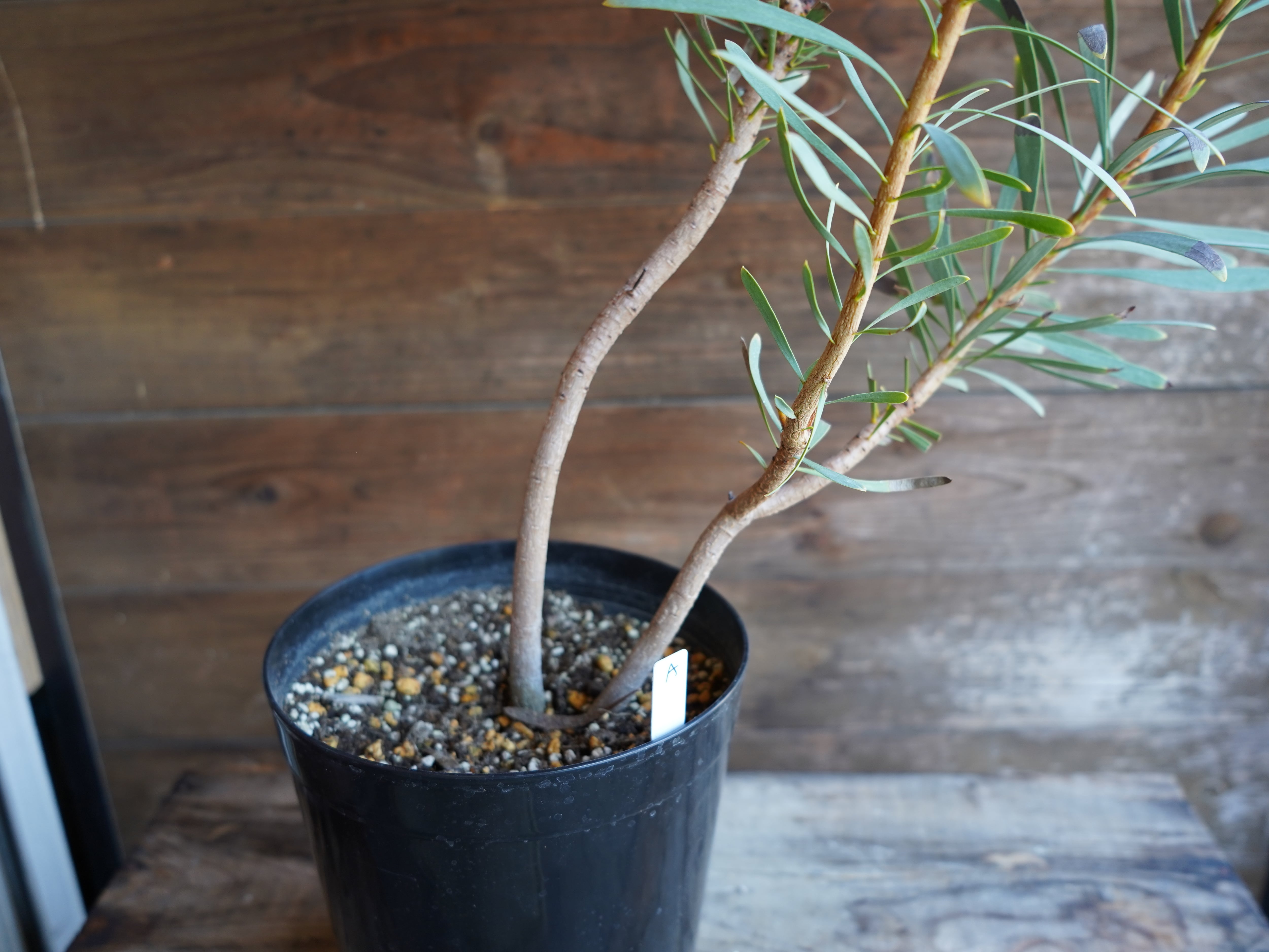 【現物】プロテア　”ルビーブラッシュ”　A