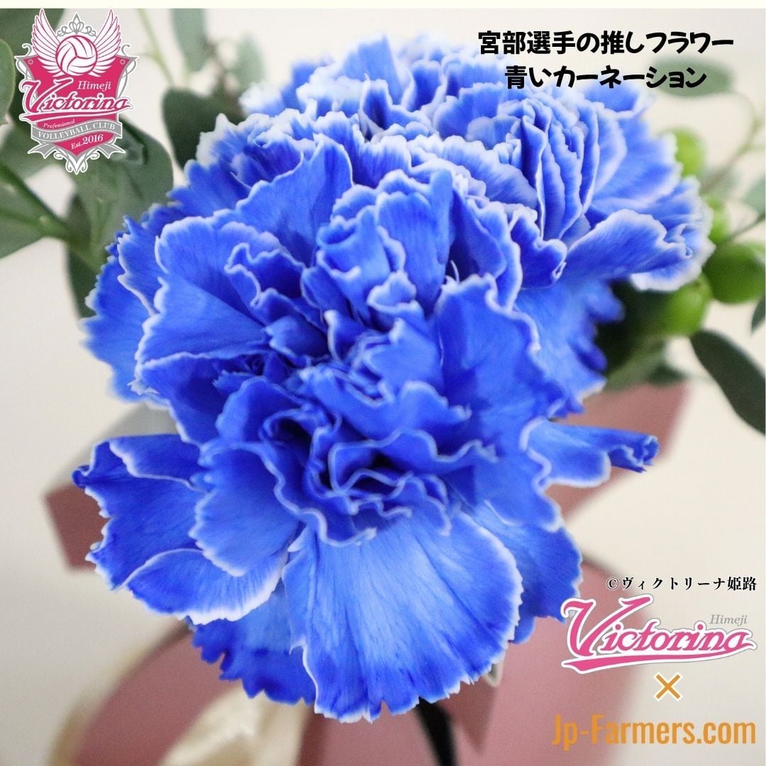 青いカーネーション★美品★FOEXYチンチラ ニットジャケット38 ラストまで百%で走りきれ！【ヴィクトリーナ姫路応援企画】ブーケを
