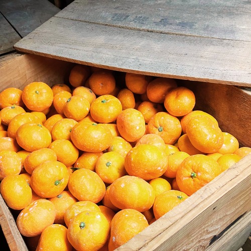 本貯蔵みかん 5kg スタンダード｜和歌山県下津町産