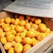 本貯蔵みかん 5kg スタンダード｜和歌山県下津町産