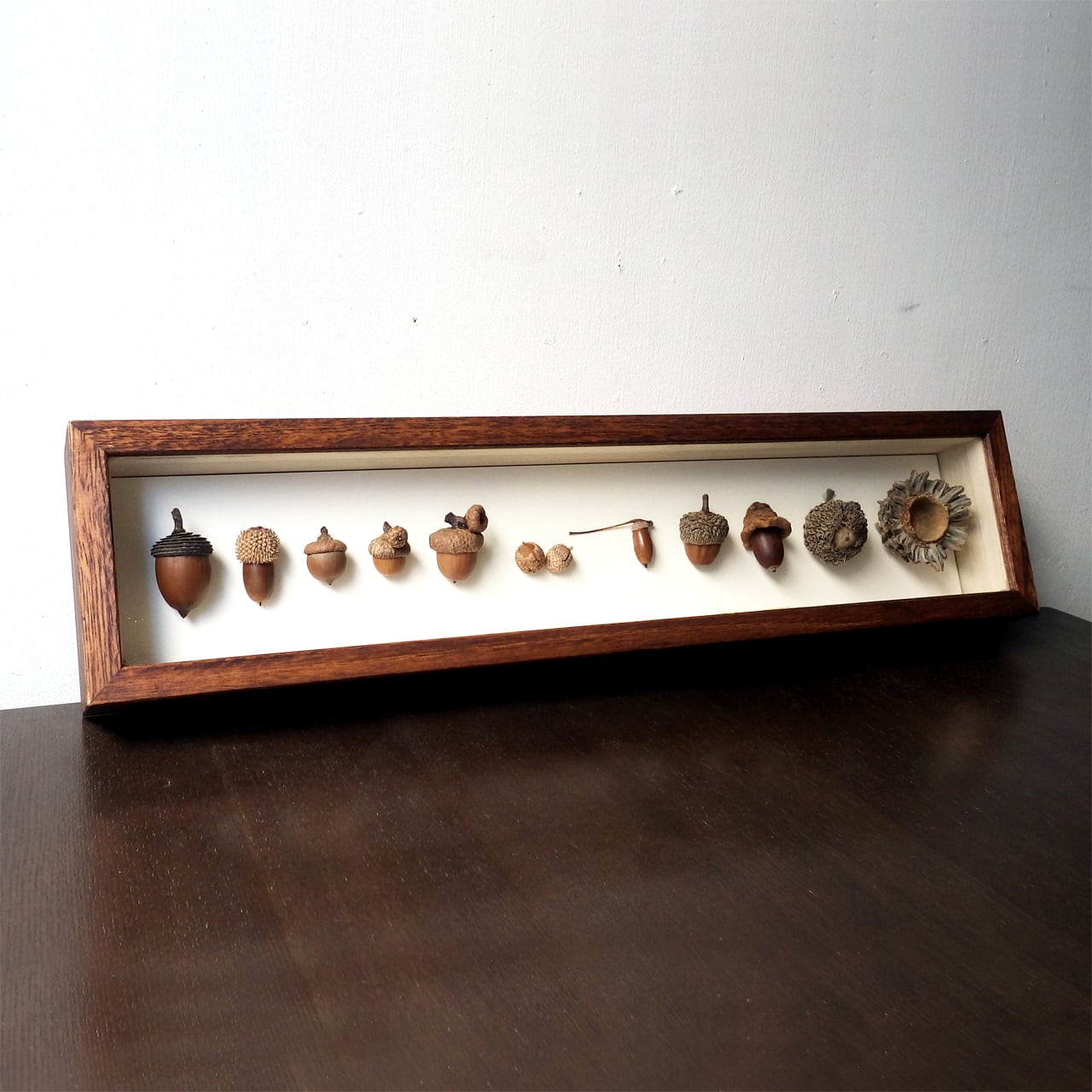 ドングリの標本函 | Natural Gallery