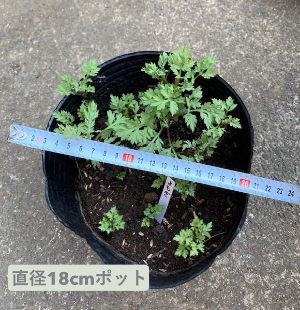 販売停止中 貴重 斑入り ヨモギ ポット苗 蓬 山野草 販売停止中 貴重 斑入り ヨモギ ポット苗 蓬 山野草 販売停止中 貴重