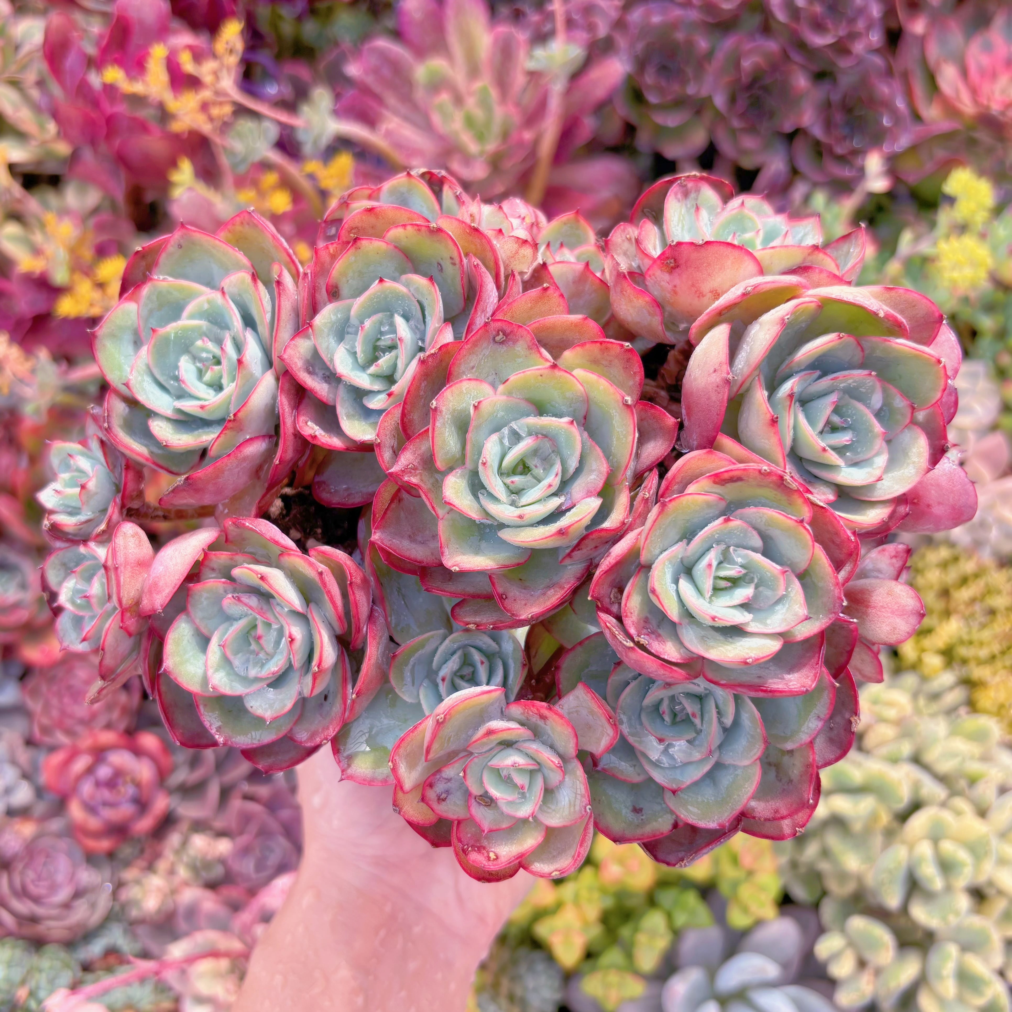 現品　牡丹亭(ぼたんてい)#K016　特大群生　美苗　新入荷　るる農園