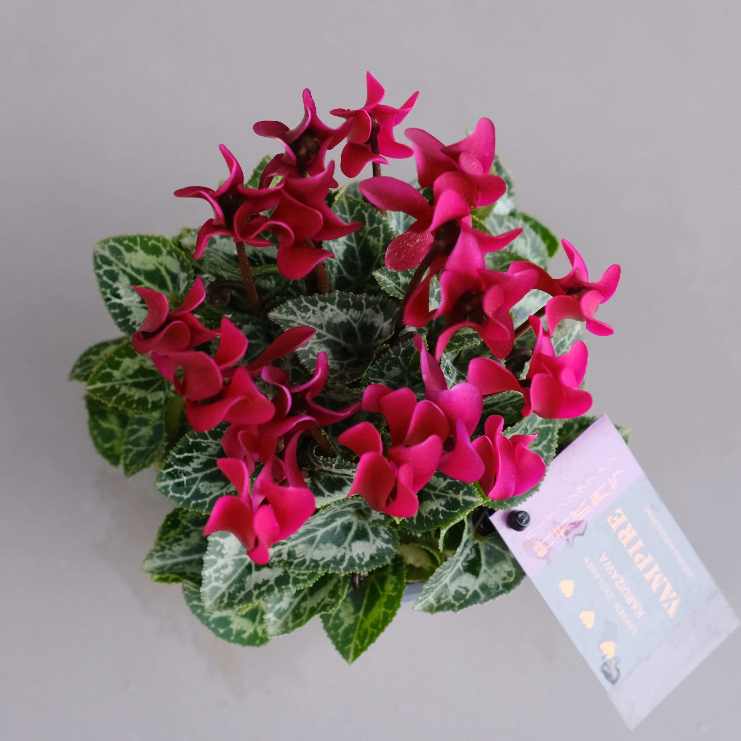 ガーデンシクラメン《 ヴァンパイア 》軽井沢育ち 3号鉢 | グリーン