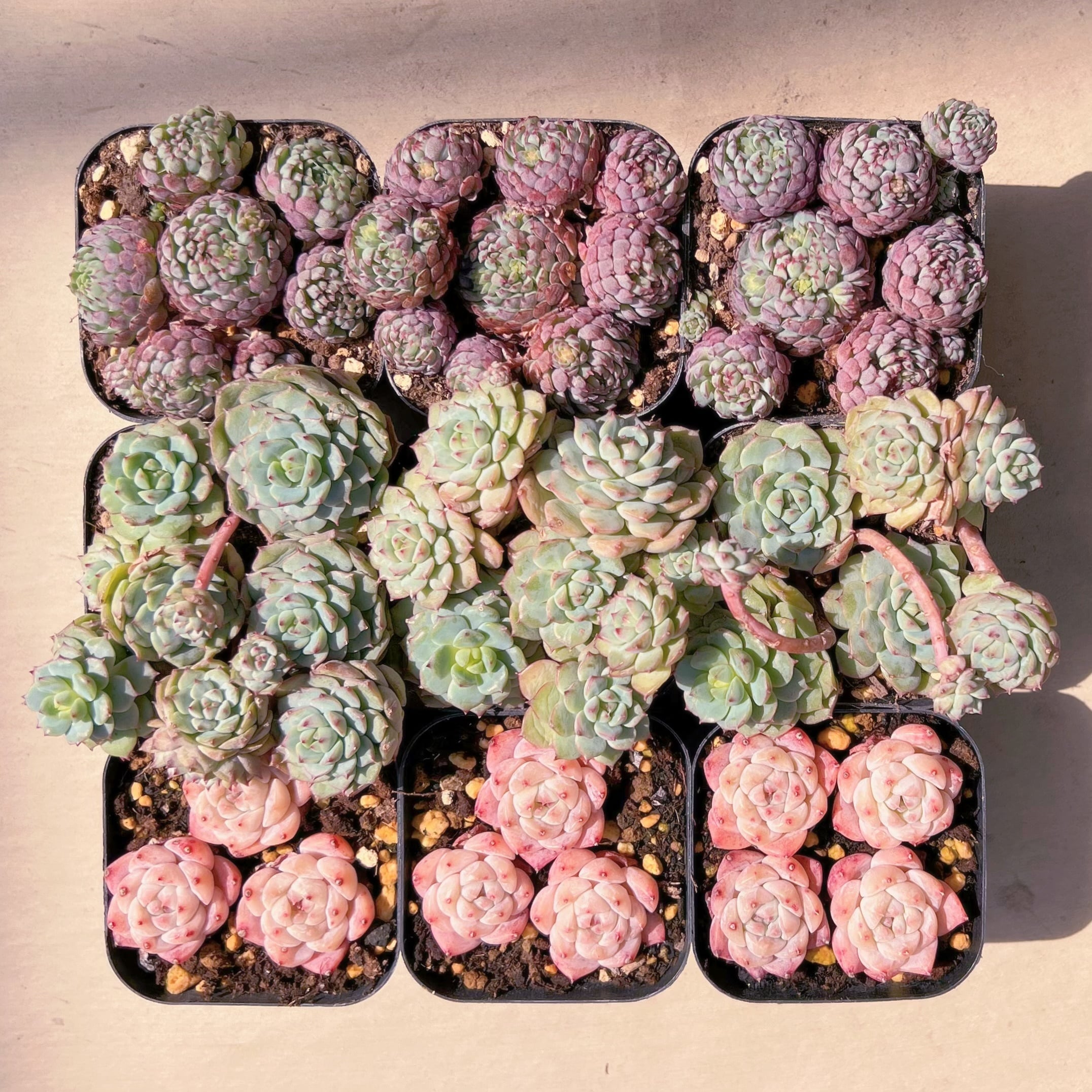 BASE販売会セットF