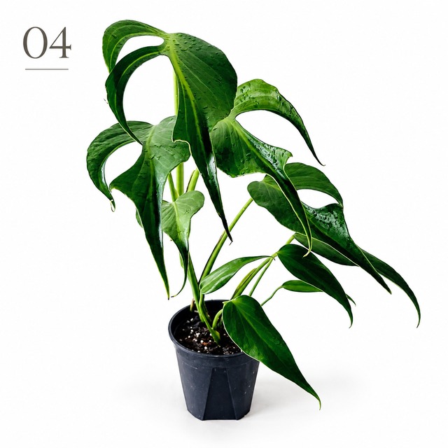 モンステラ バールマルクス フレーム 観葉植物 calm cafe