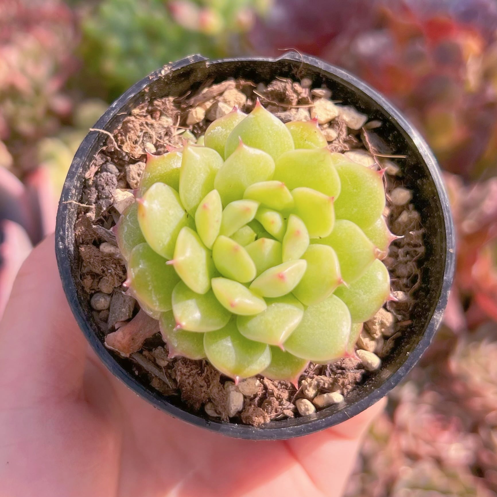 現品　松の実#2187　古株　るる農園