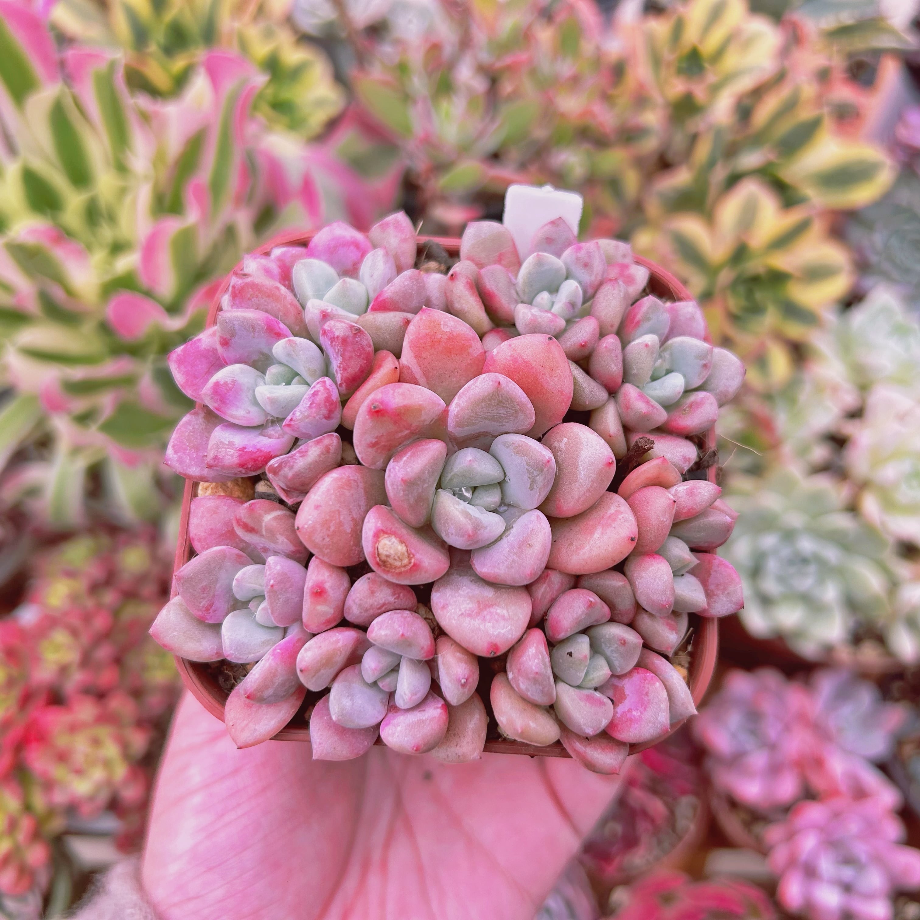 多肉植物  Echeveria  白鷺　7頭以上