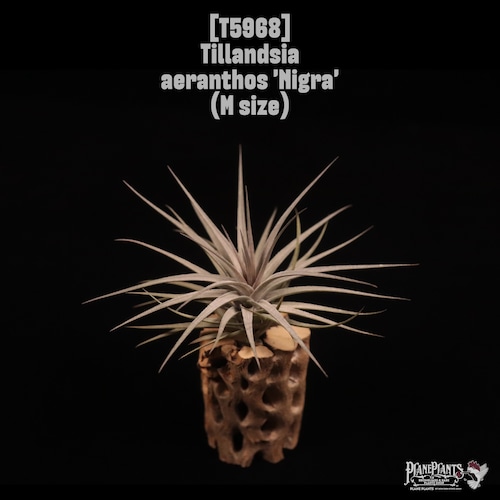 Tillandsia aeranthos Nigra〔ティランジア〕T5968