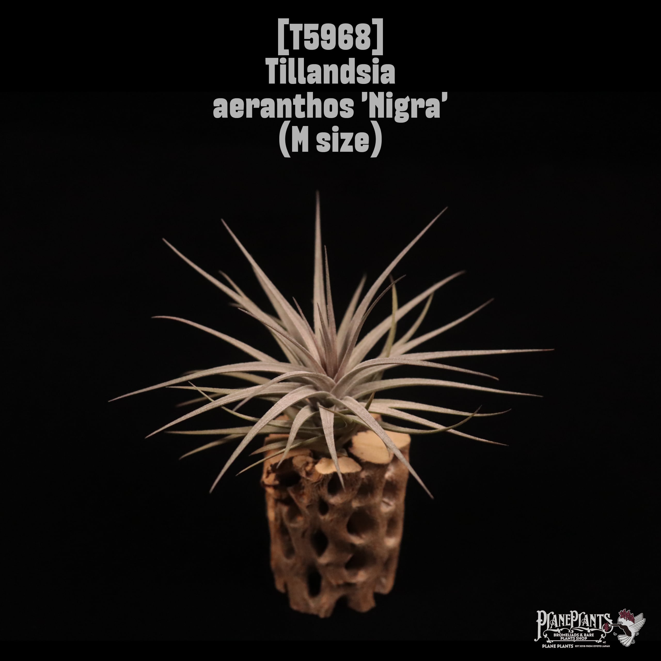 Tillandsia aeranthos Nigra〔ティランジア〕T5968