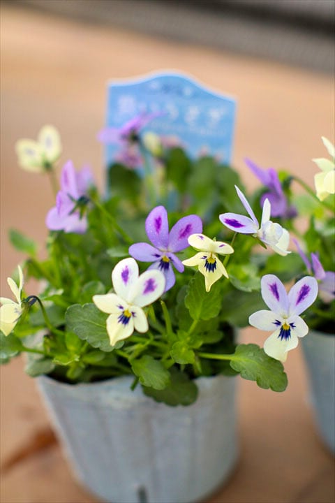 碧いうさぎ 2ポットセット！ | オニ通