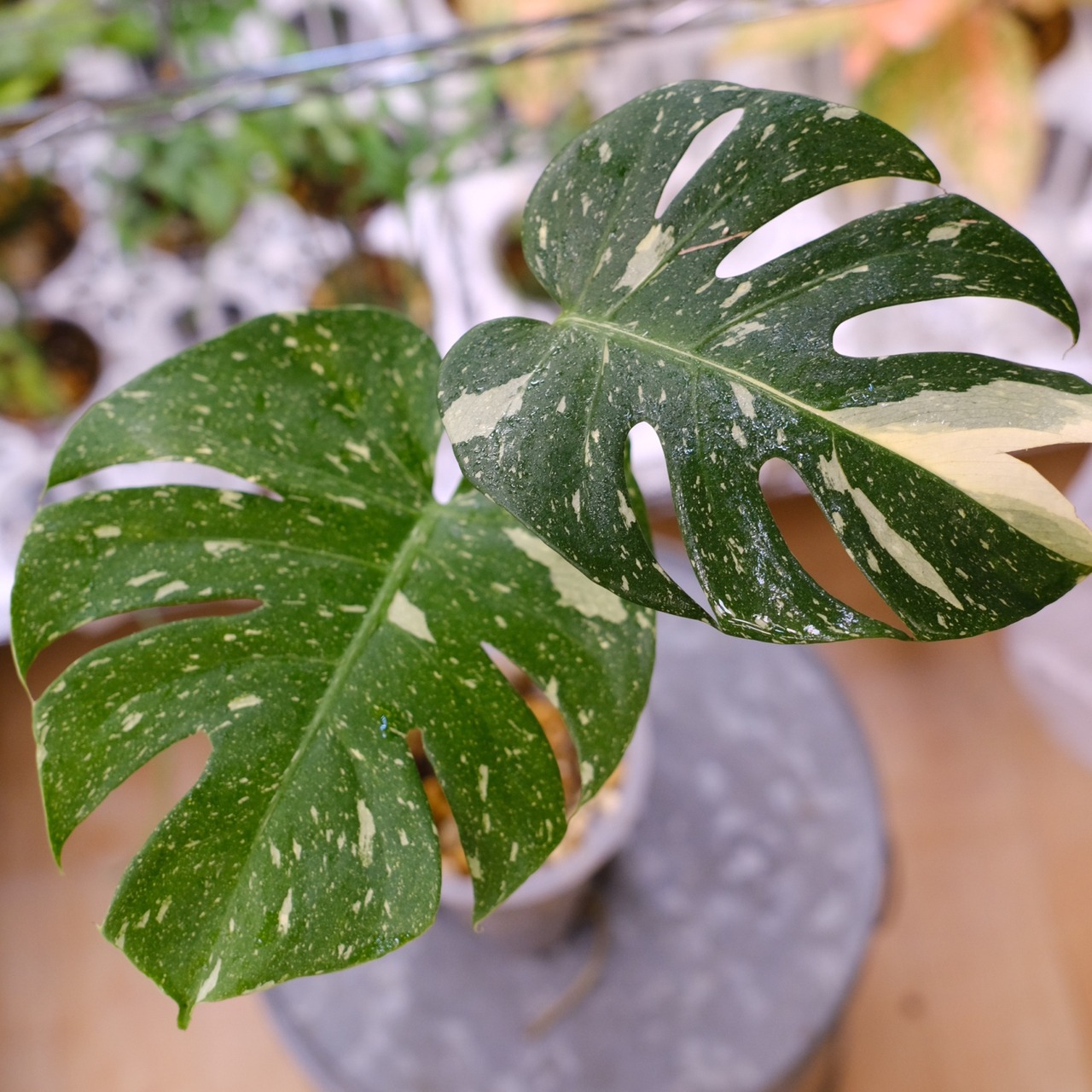 Monstera Thai Constellation / モンステラ タイコンステレーション