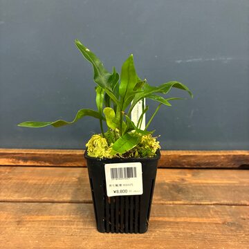 姫厳竜”【Dragon Agave 輸入株】 Agave titanota 