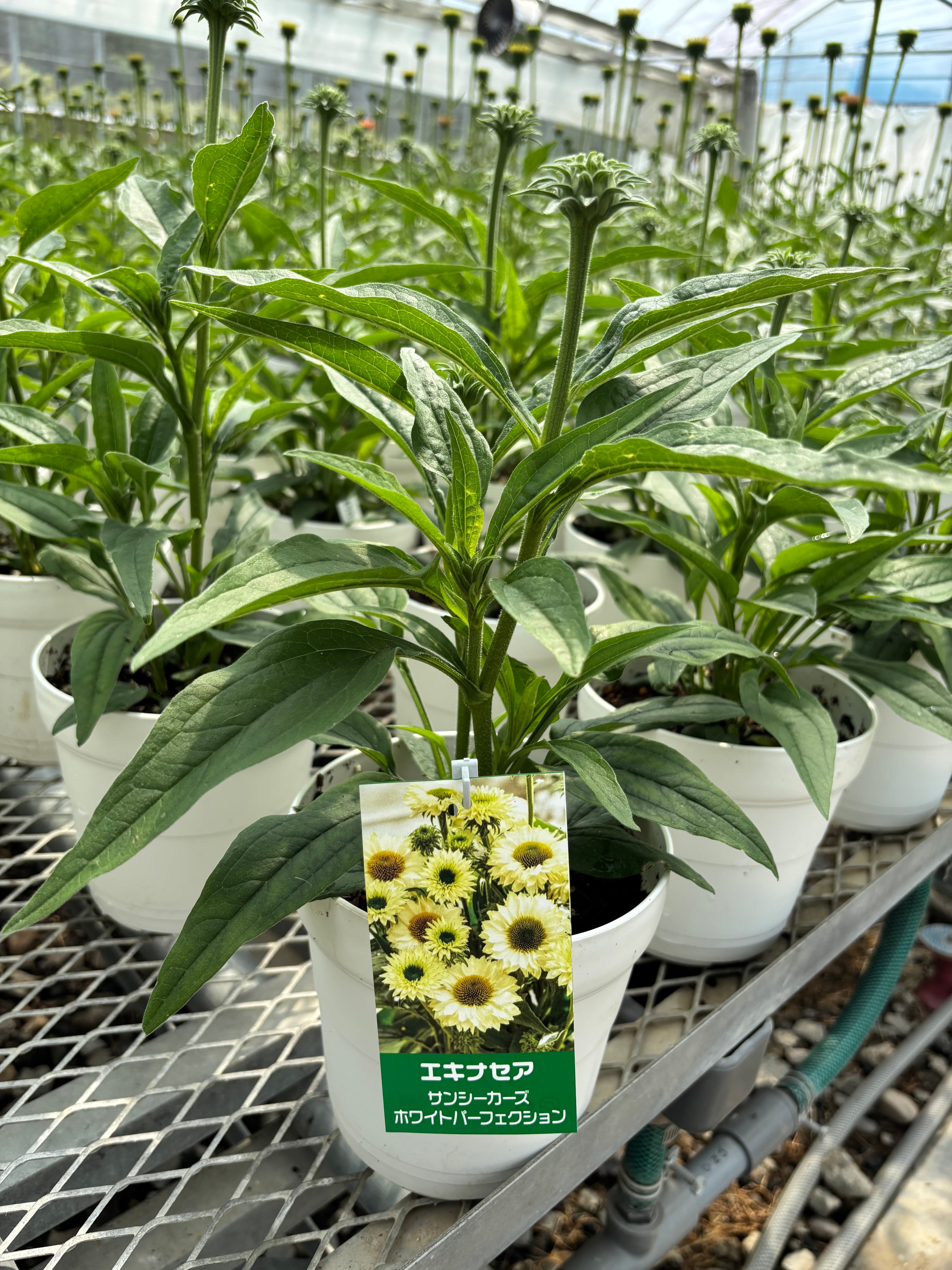 再販☆エキナセア5寸 サンシーカーズホワイトパーフェクション | flowerbiz