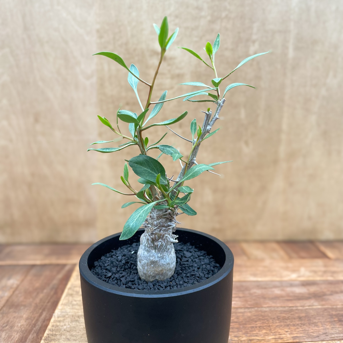 Fouquieria columnaris【フォークイエリア・観峰玉】 | RIMO