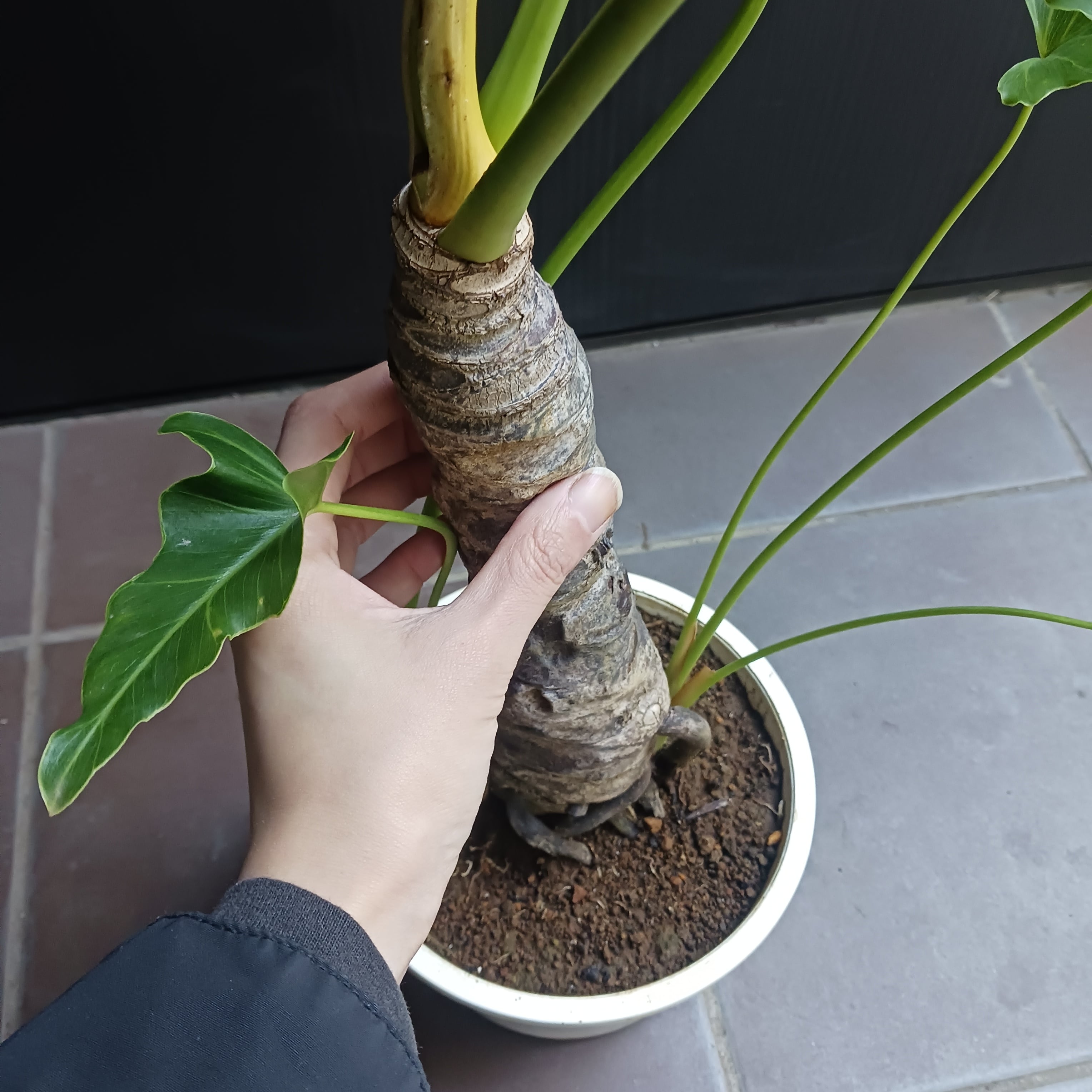 引取限定★1 セローム 10号　幹上がり　幹立ち　観葉植物 10 セローム 6号 幹上がり 幹立ち | GreenSecret